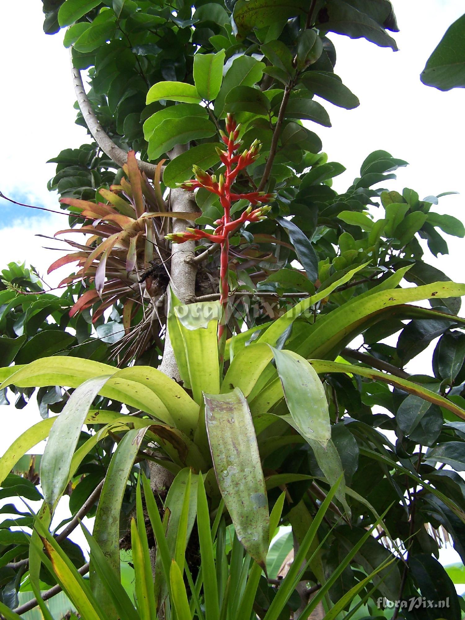 Guzmania sp.