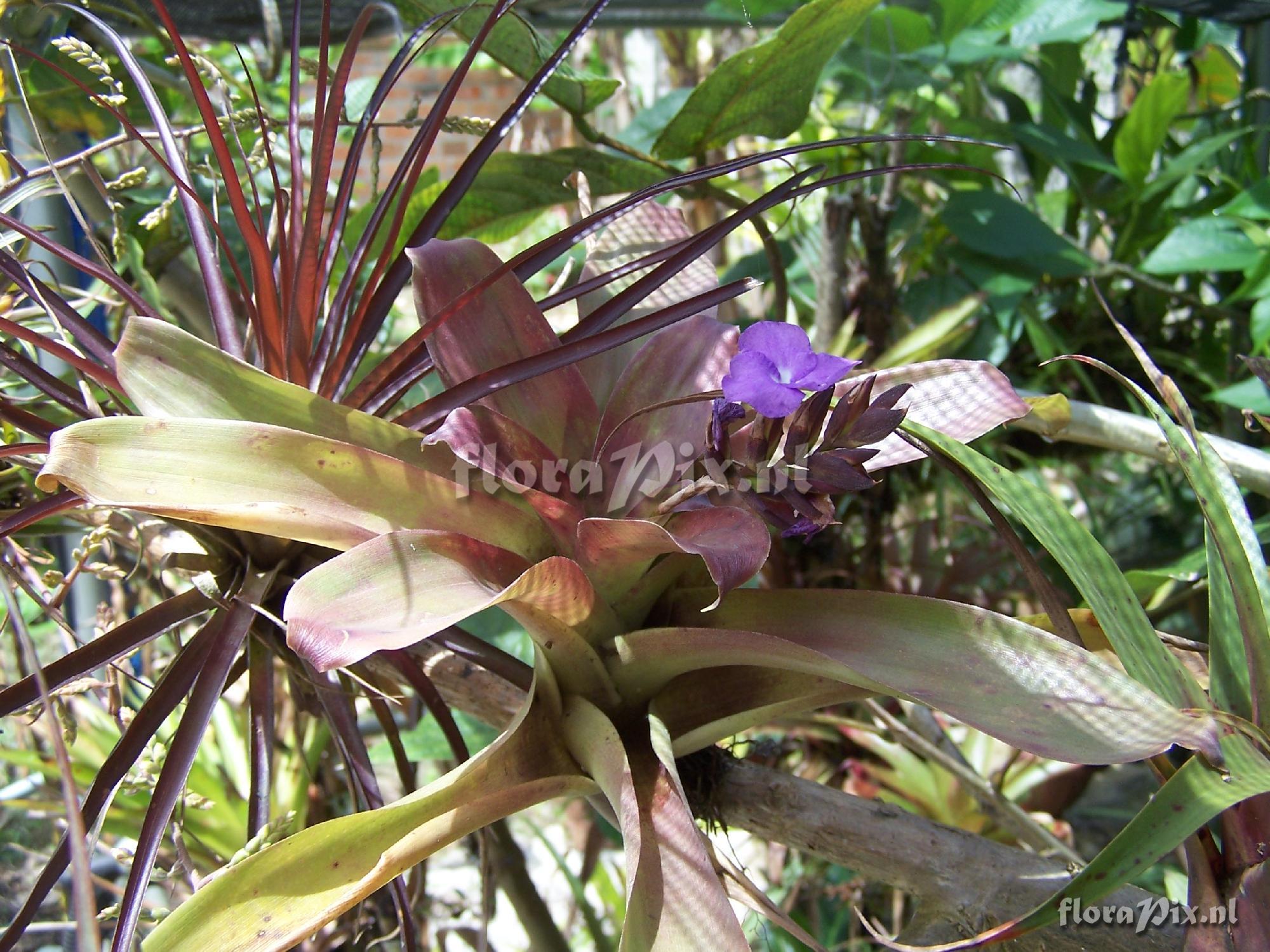 Tillandsia hamaleana