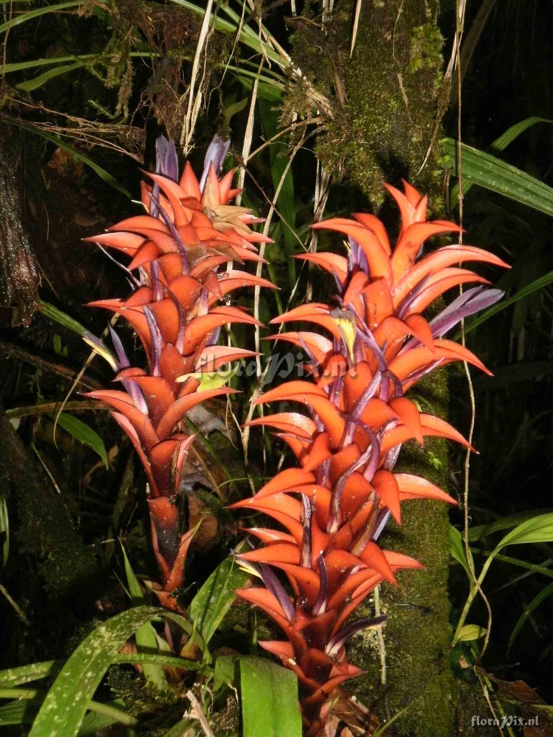 Pitcairnia sp