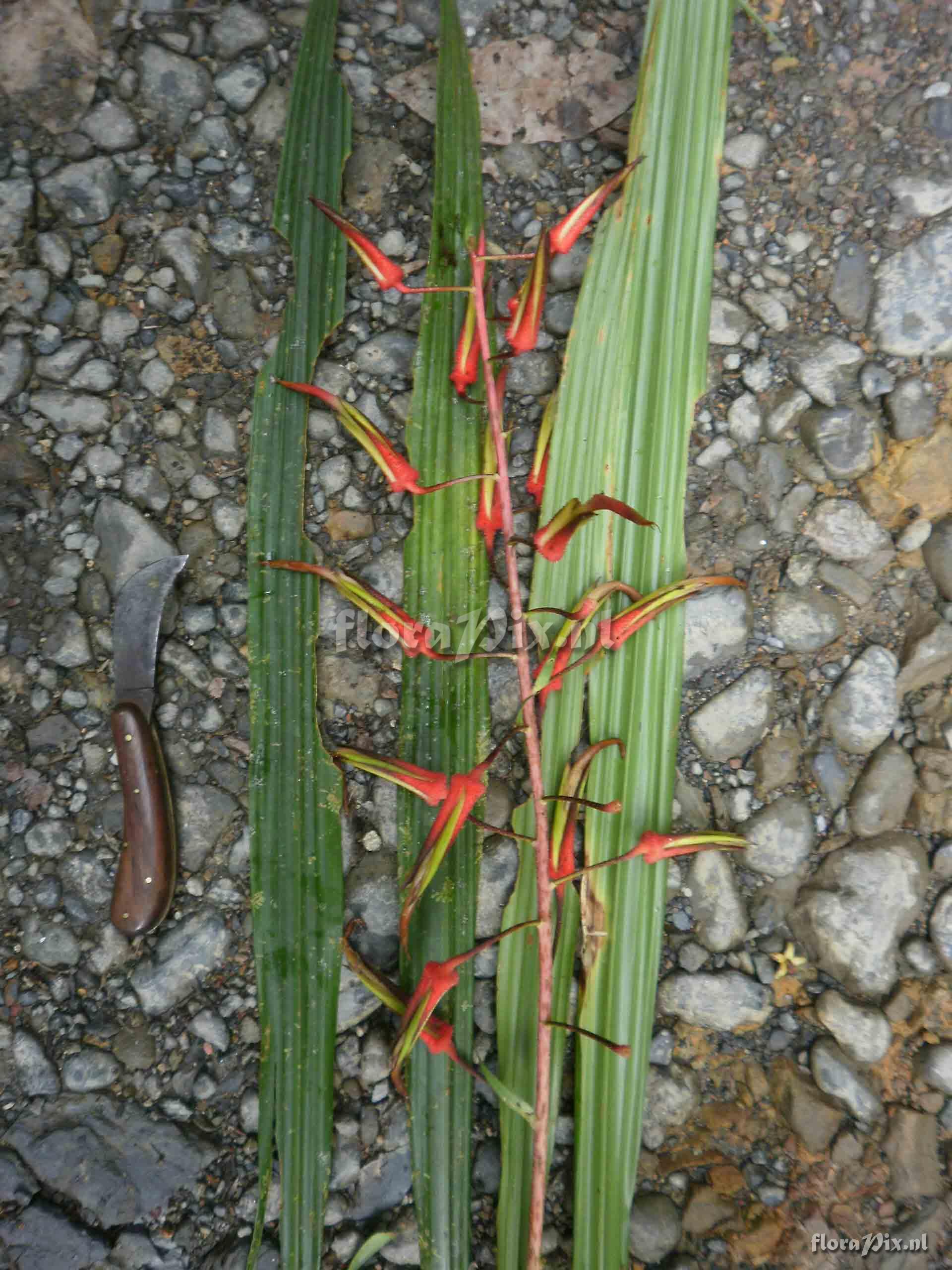 Pitcairnia sp