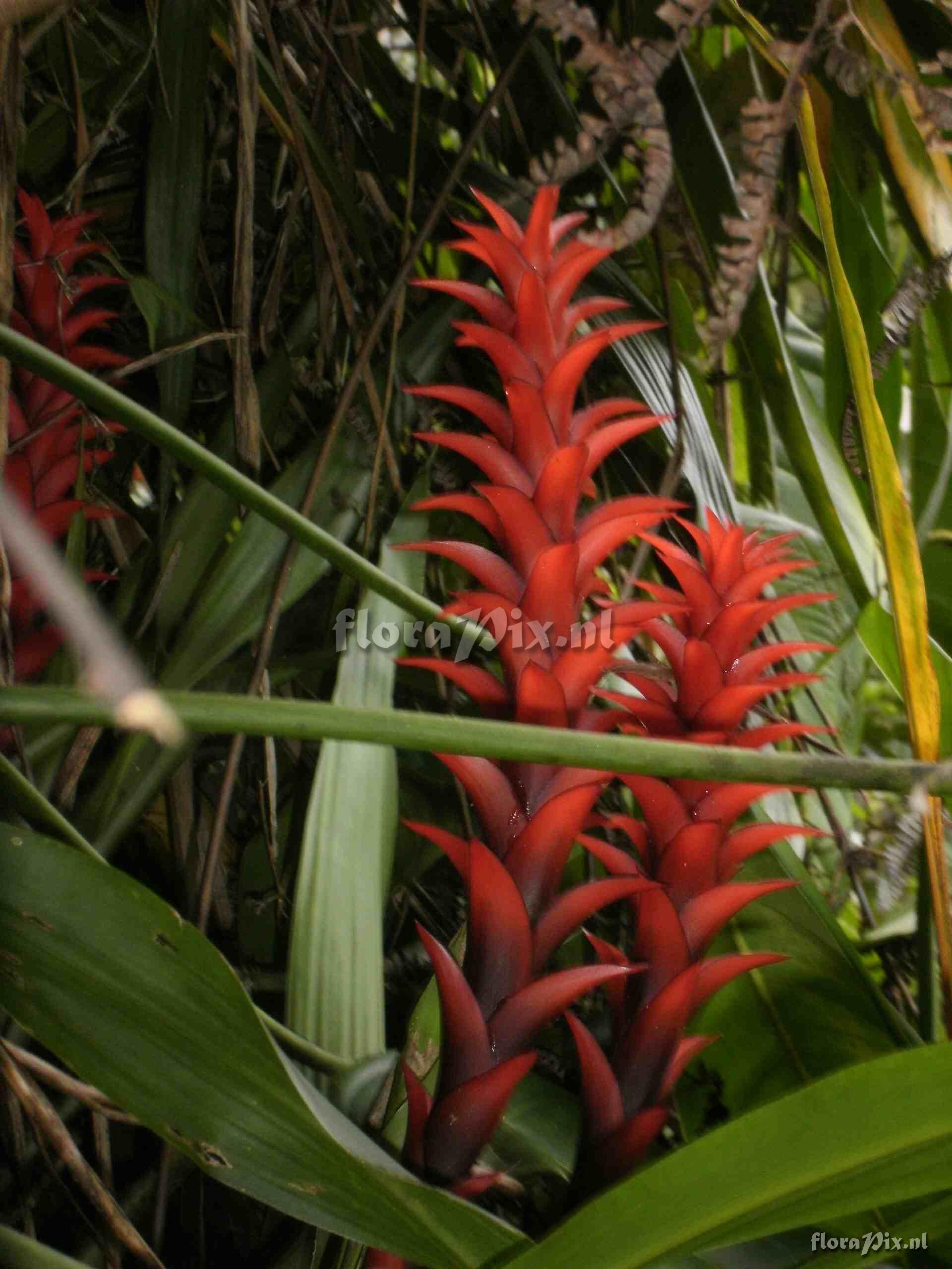 Pitcairnia sp