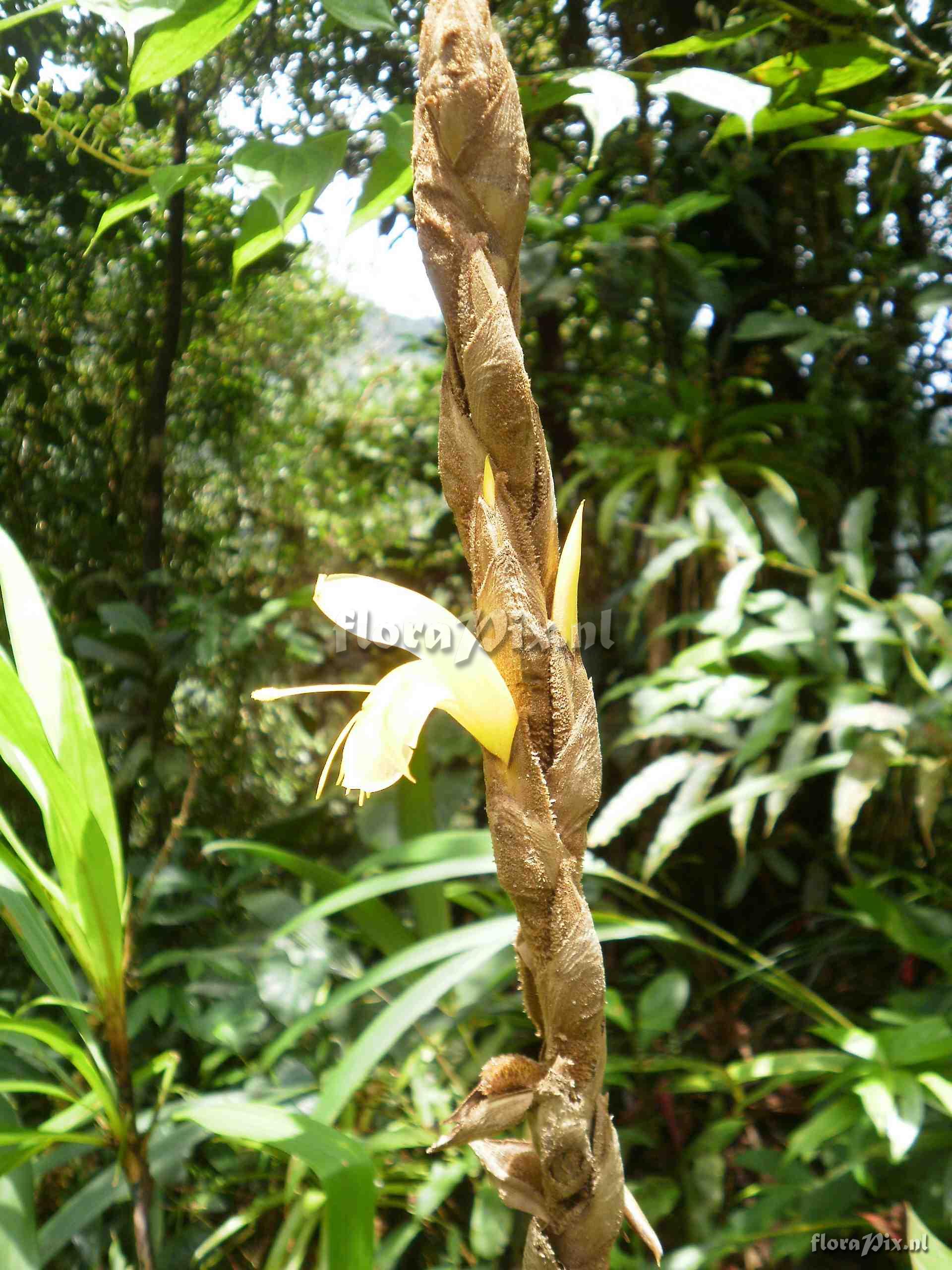 Pitcairnia sp