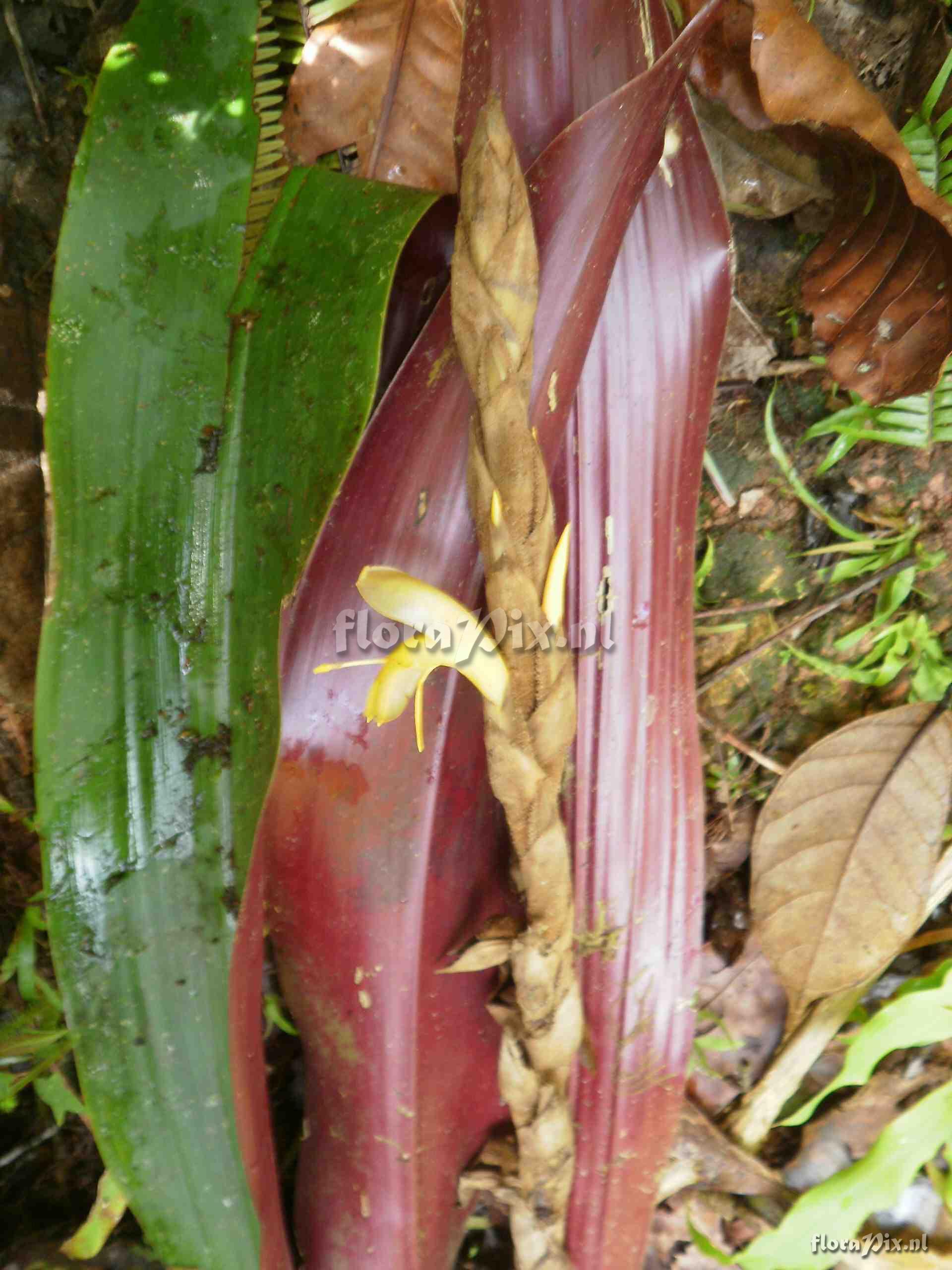 Pitcairnia sp