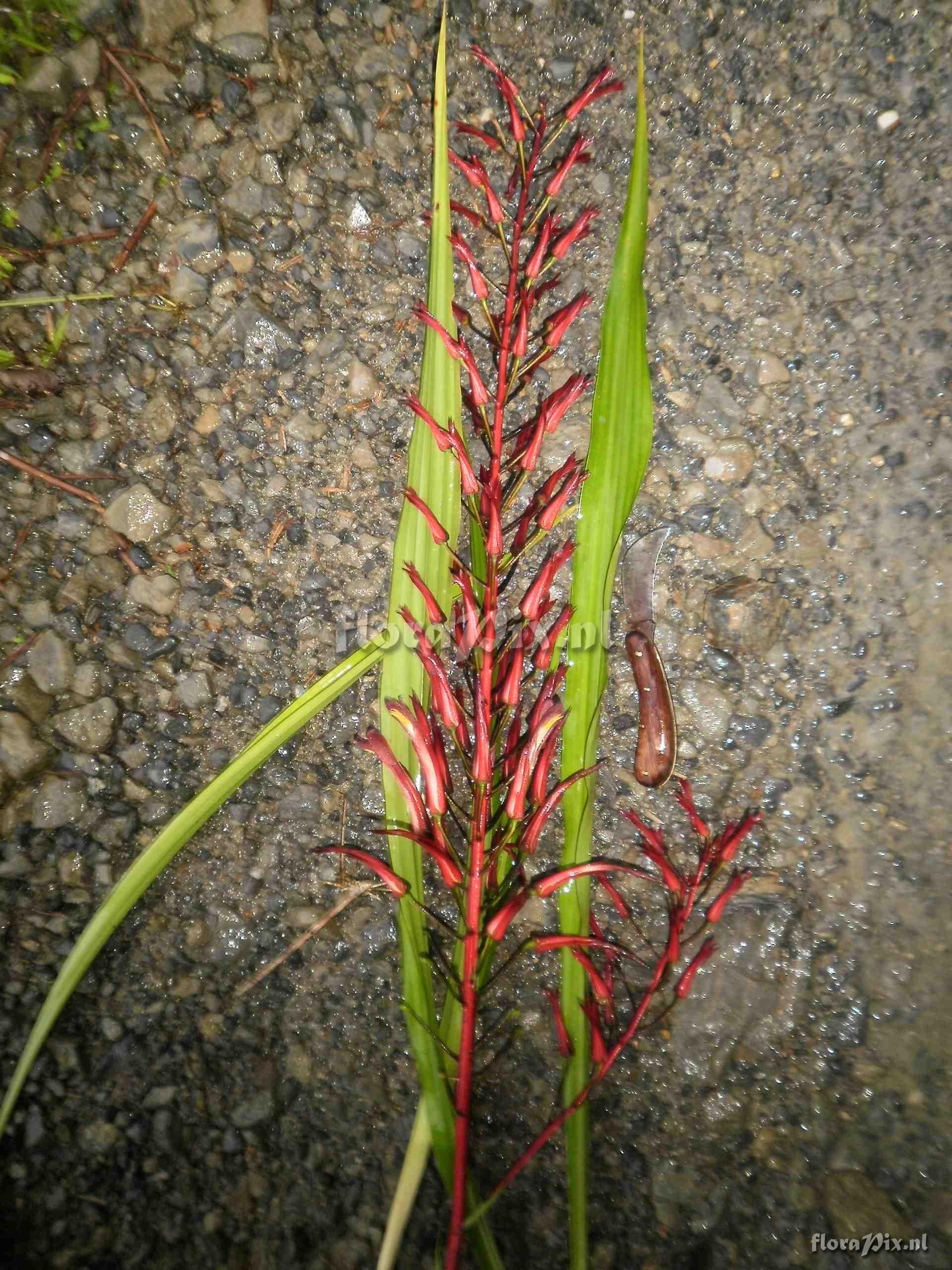 Pitcairnia sp