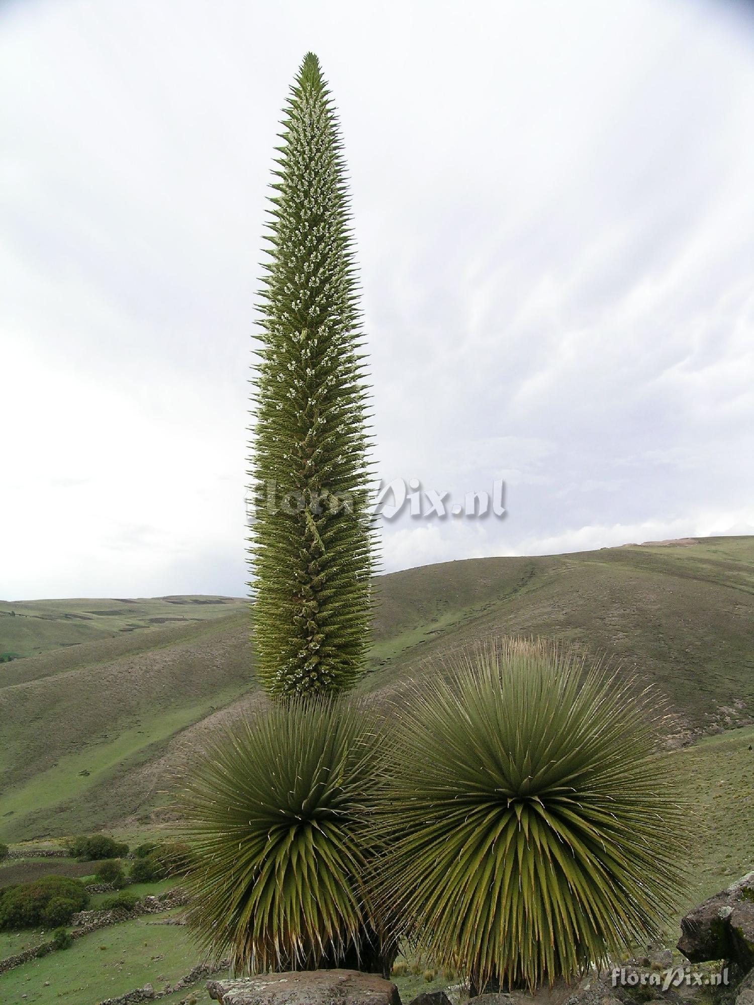 Puya raimondii