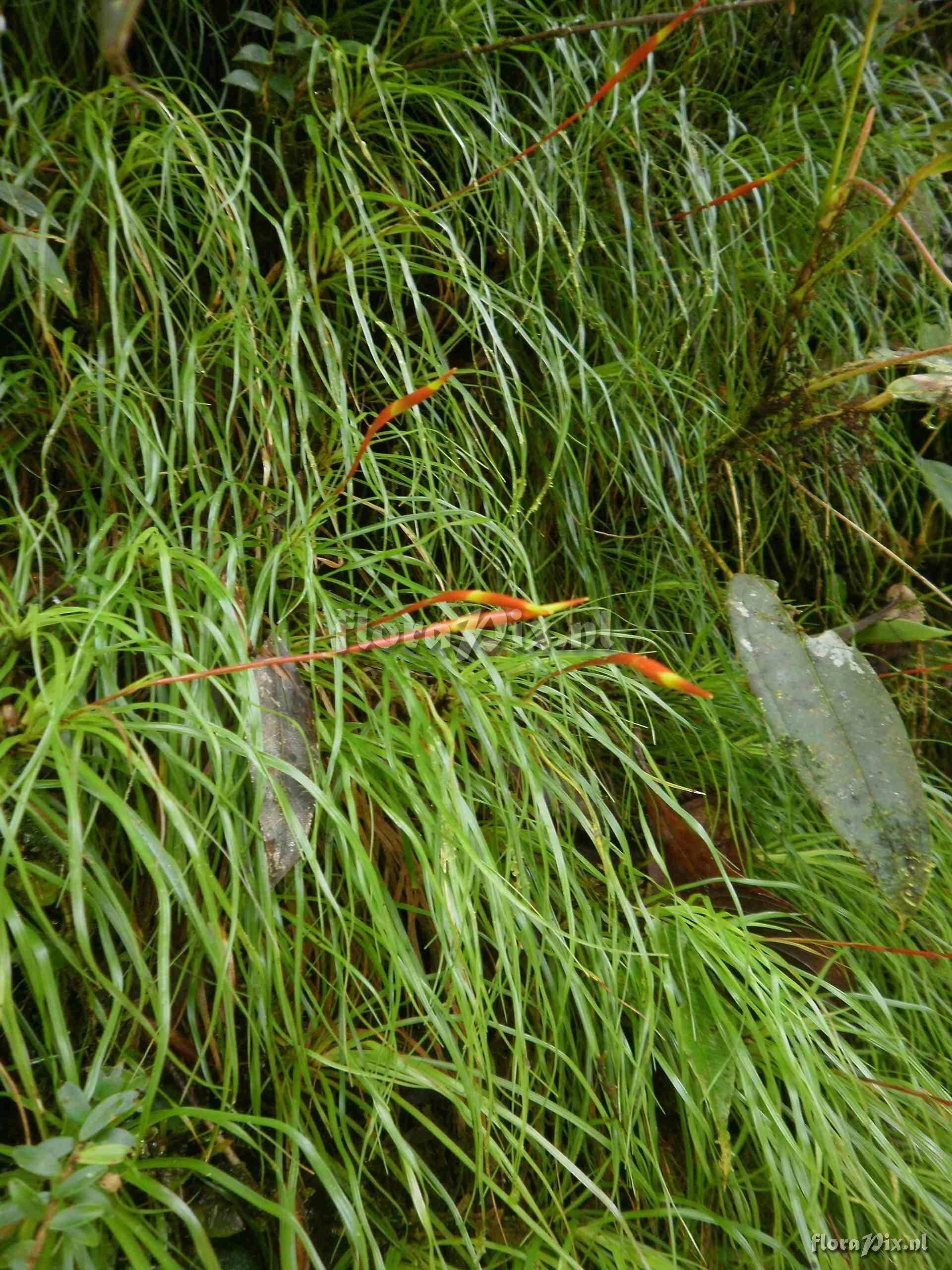 Guzmania sp