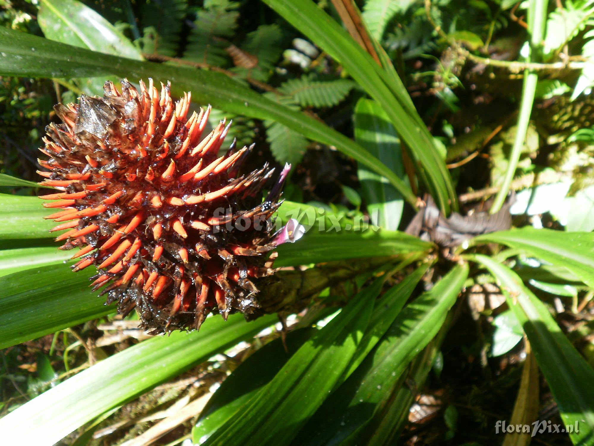 Aechmea sp