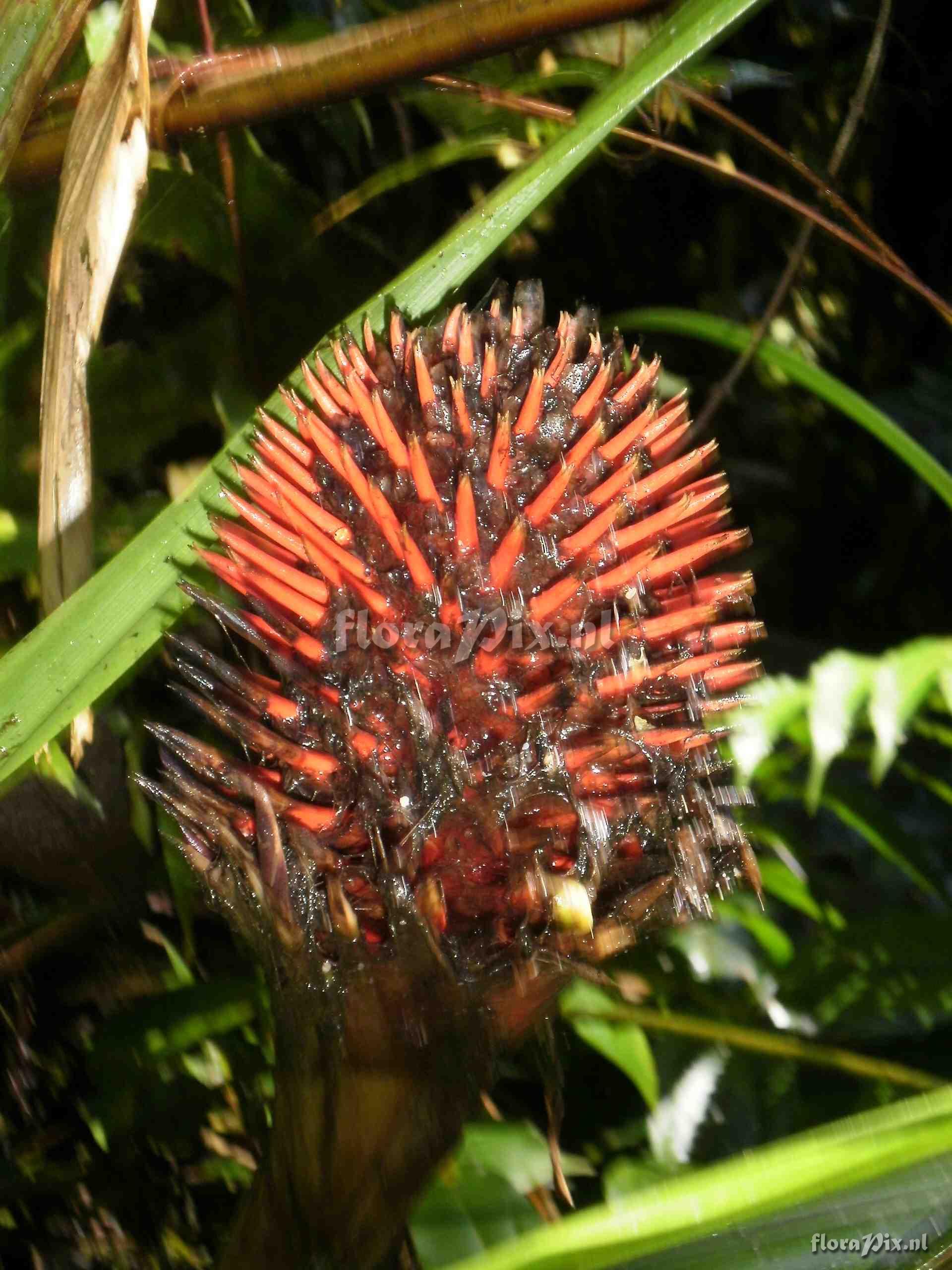 Aechmea sp