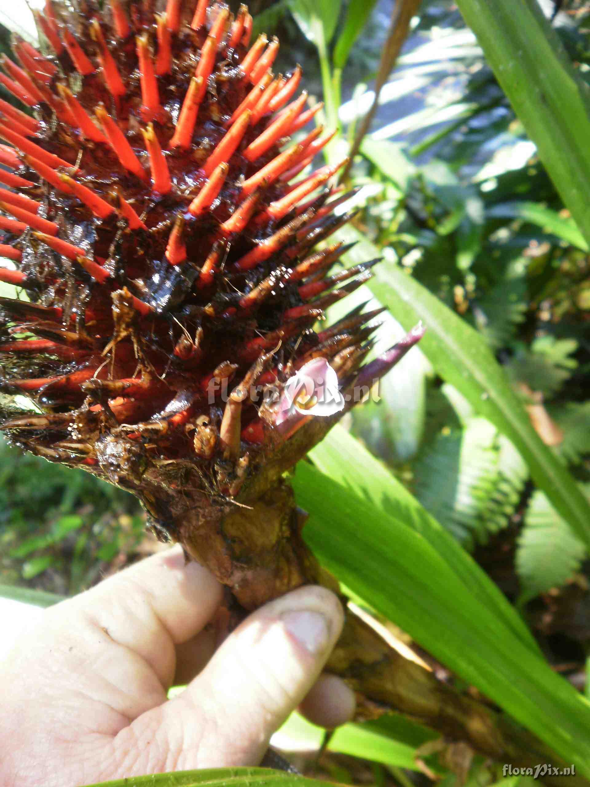 Aechmea sp ?.