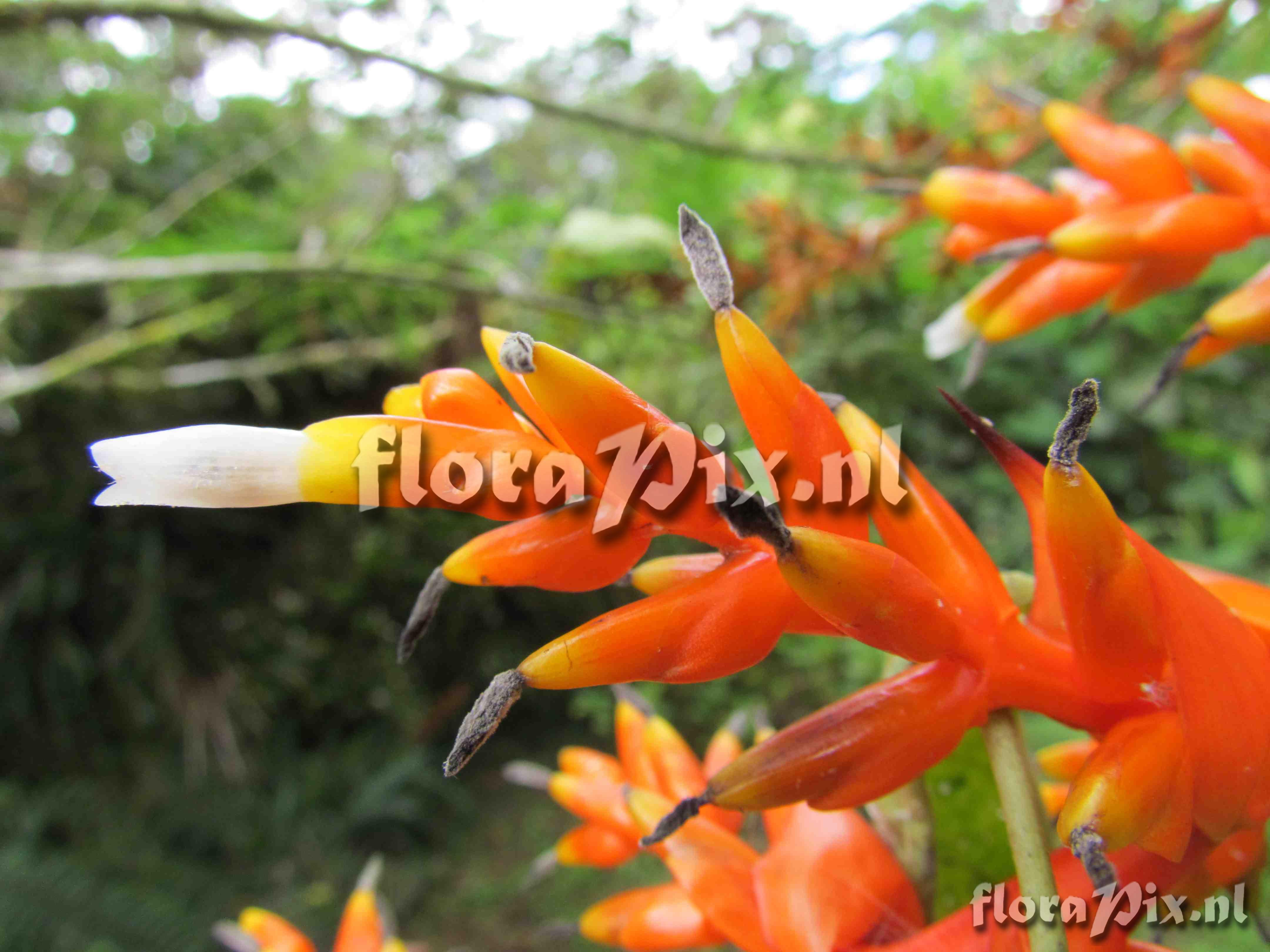 Guzmania multiflora