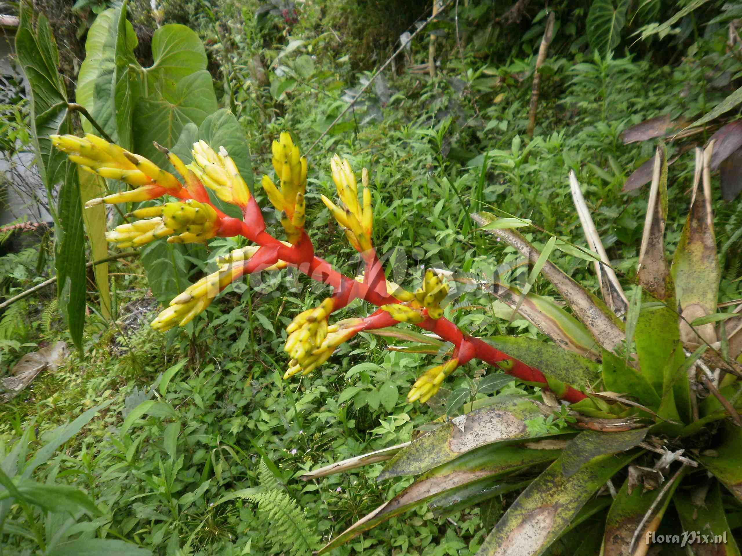 Guzmania cf scherzeriana