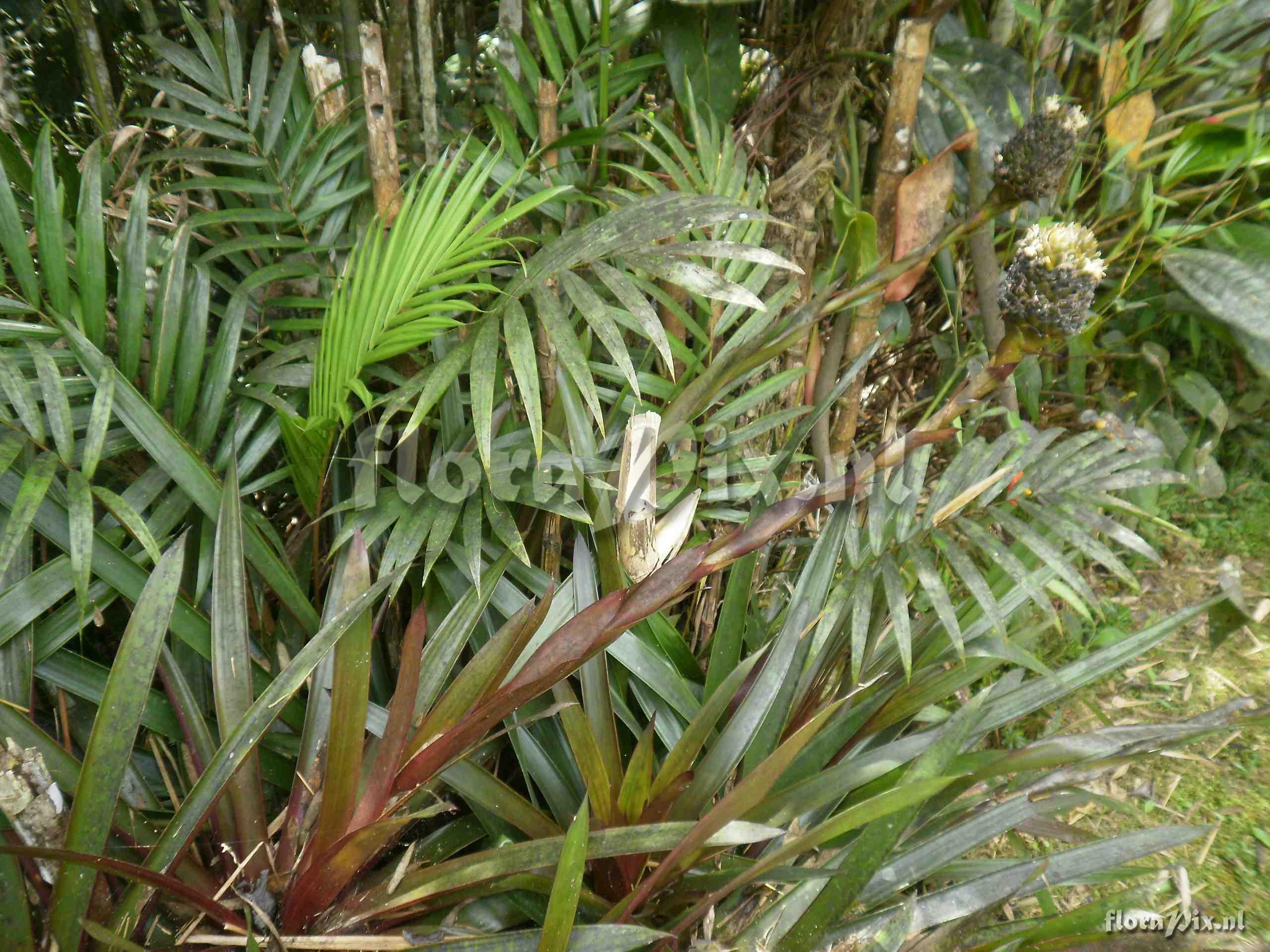 Guzmania aff coriostachya