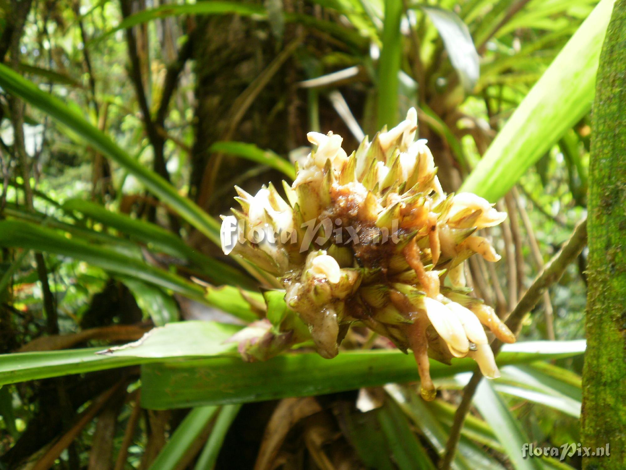 Guzmania sp