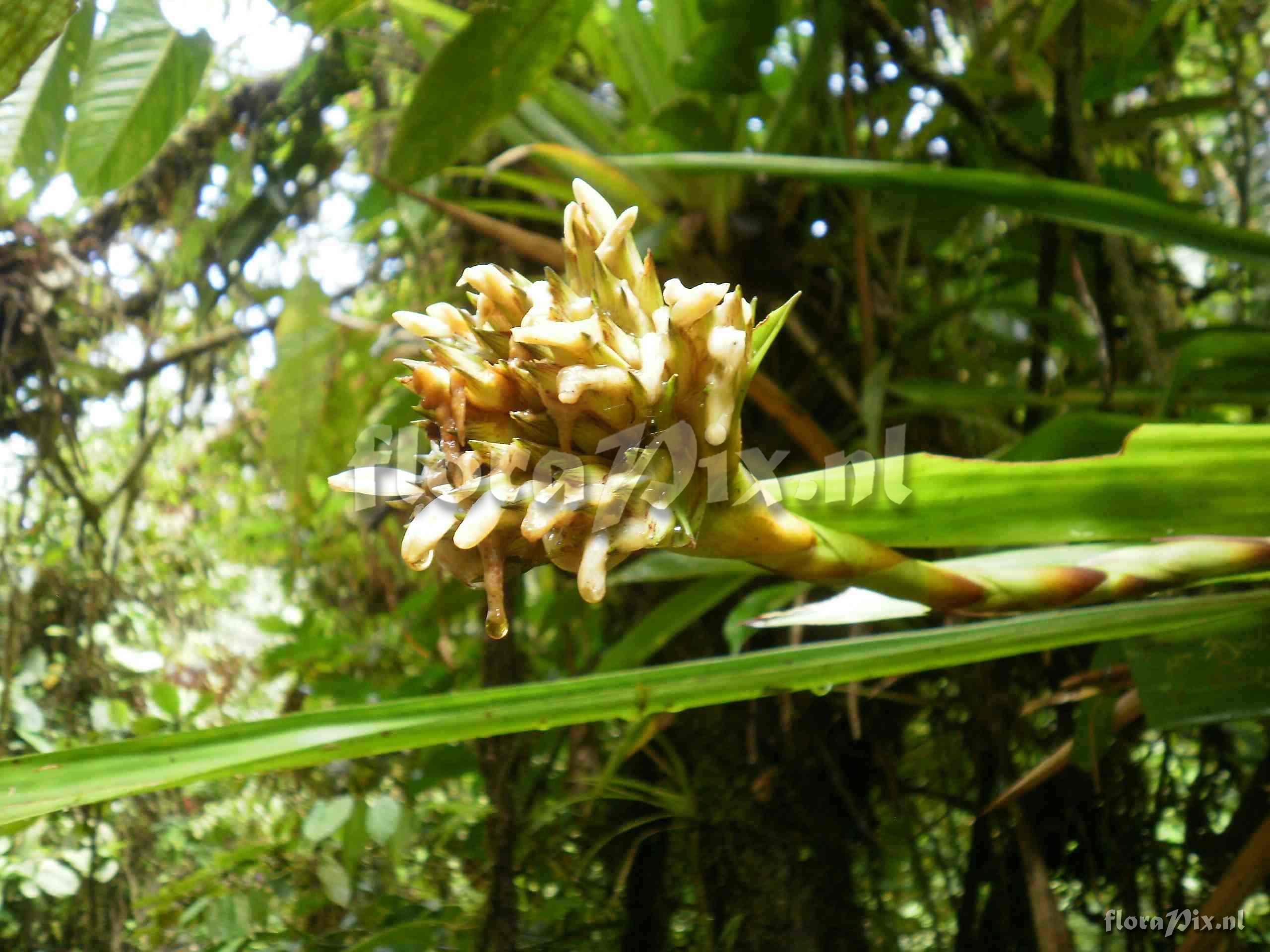 Guzmania sp
