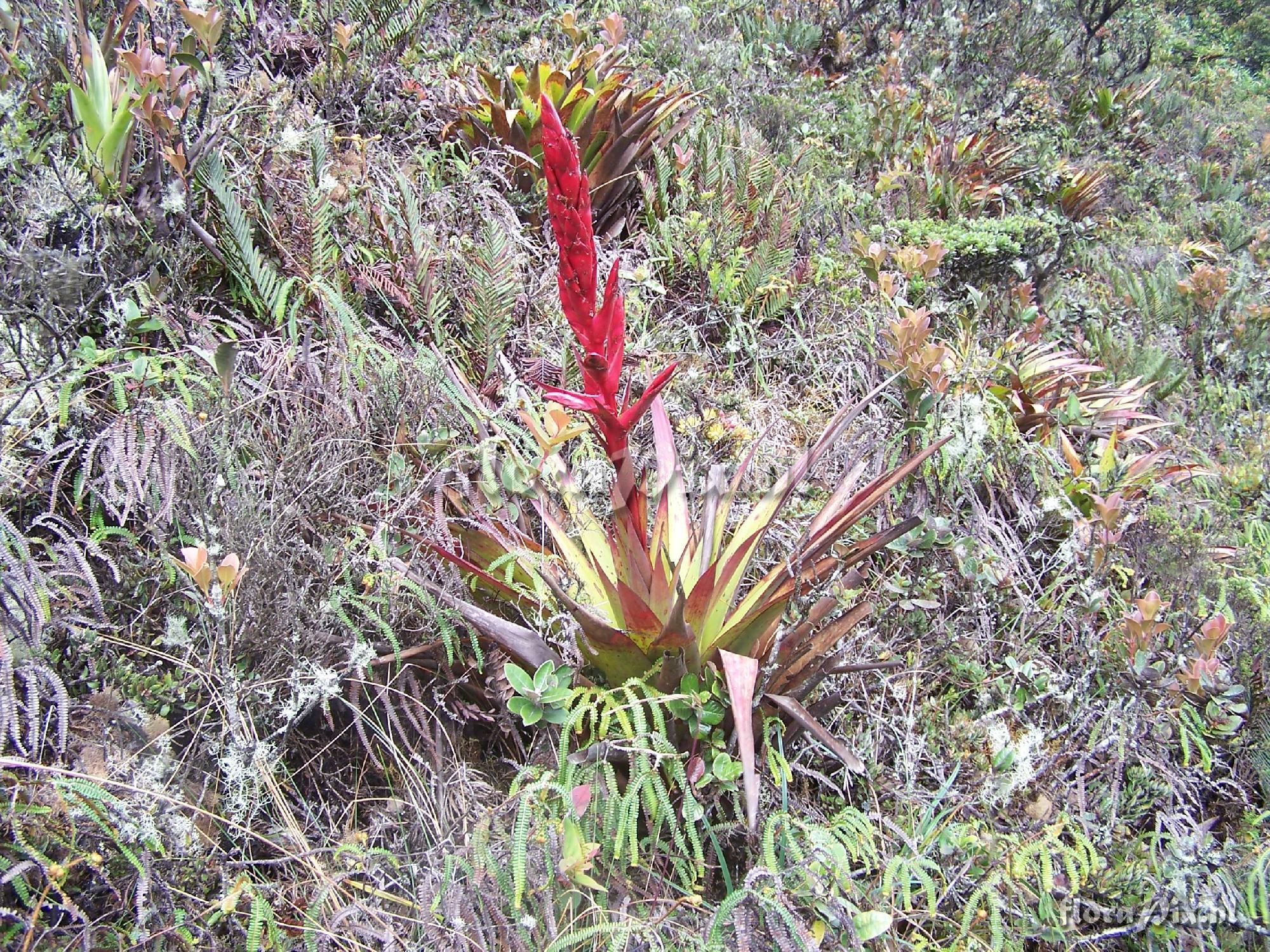 Tillandsia sp.