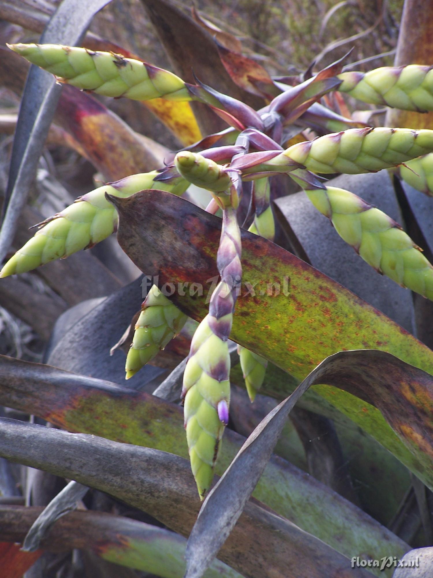 Tillandsia lymanii