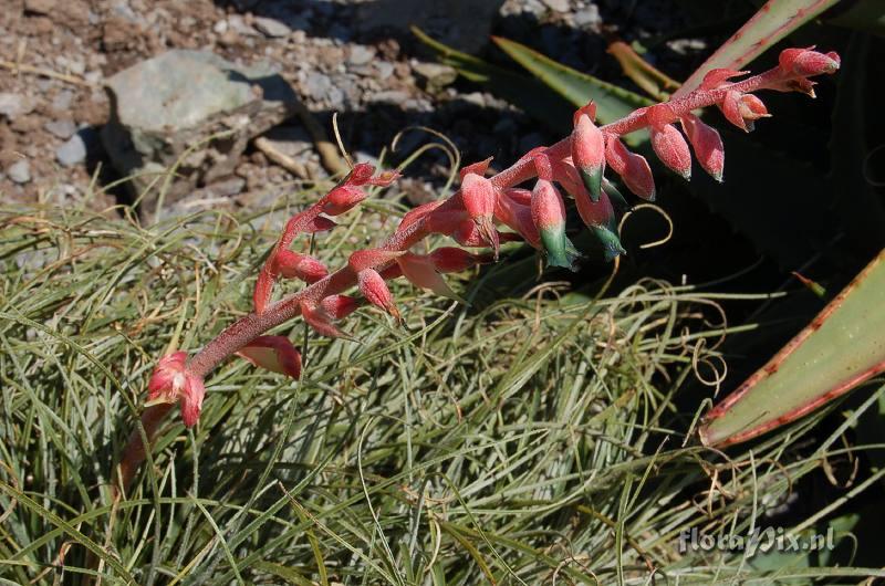 Puya tuberosa