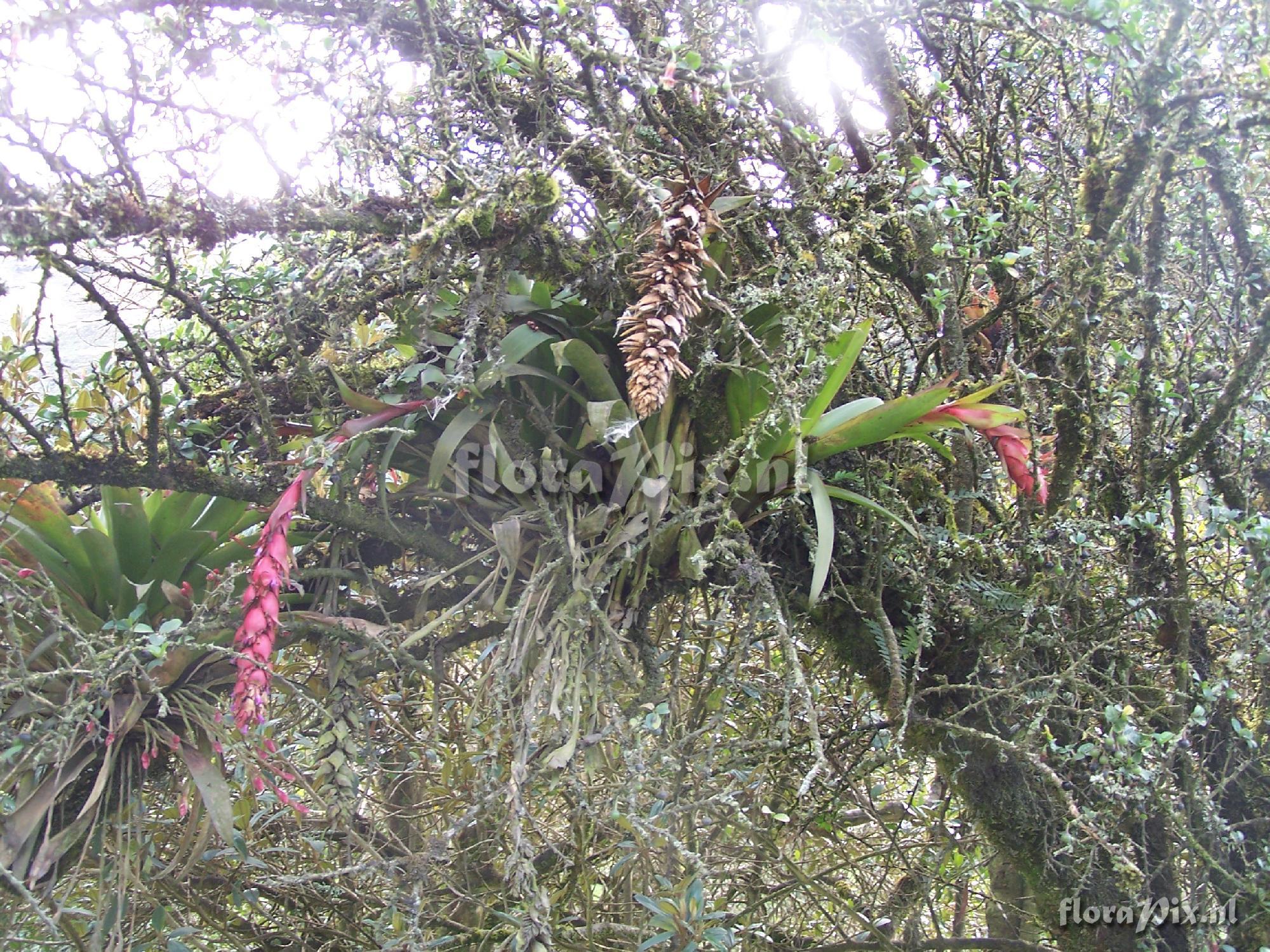 Tillandsia ionochroma