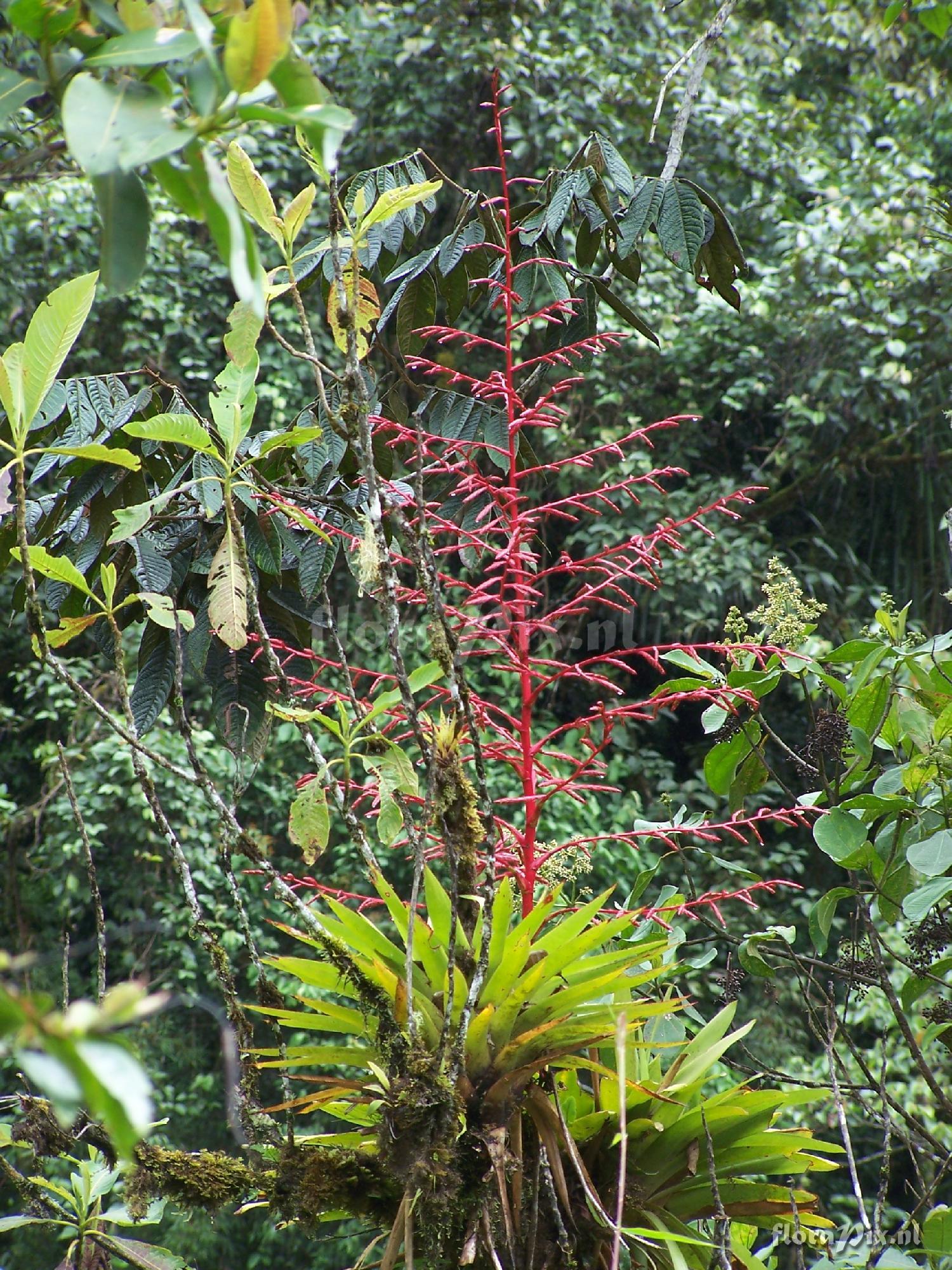 Tillandsia sp.