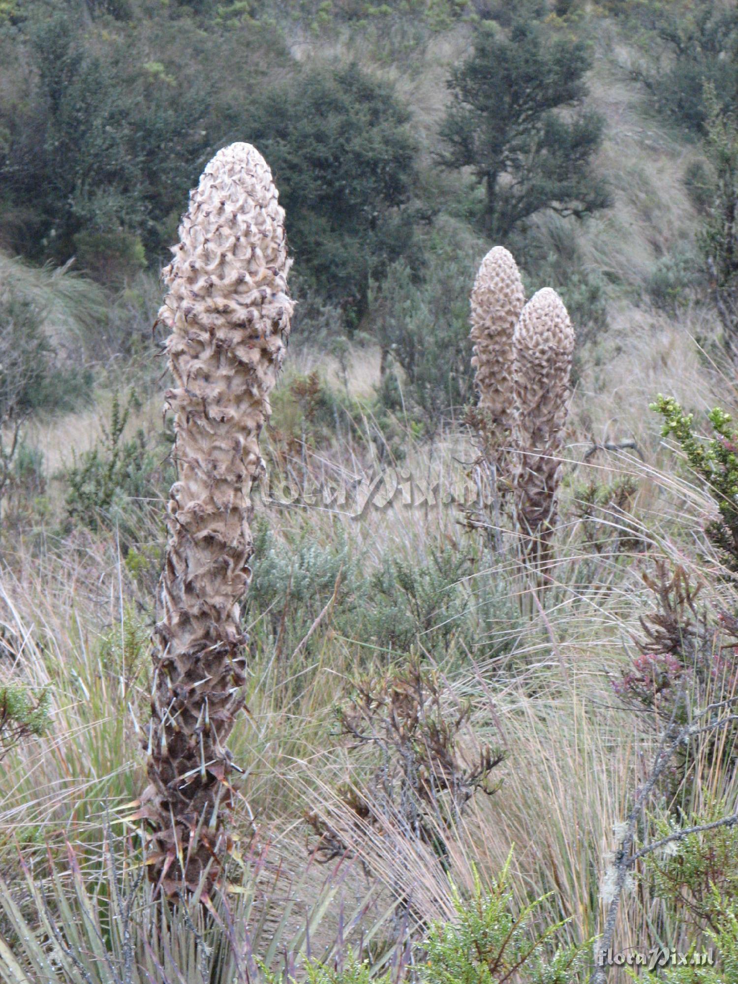 Puya clava-herculis