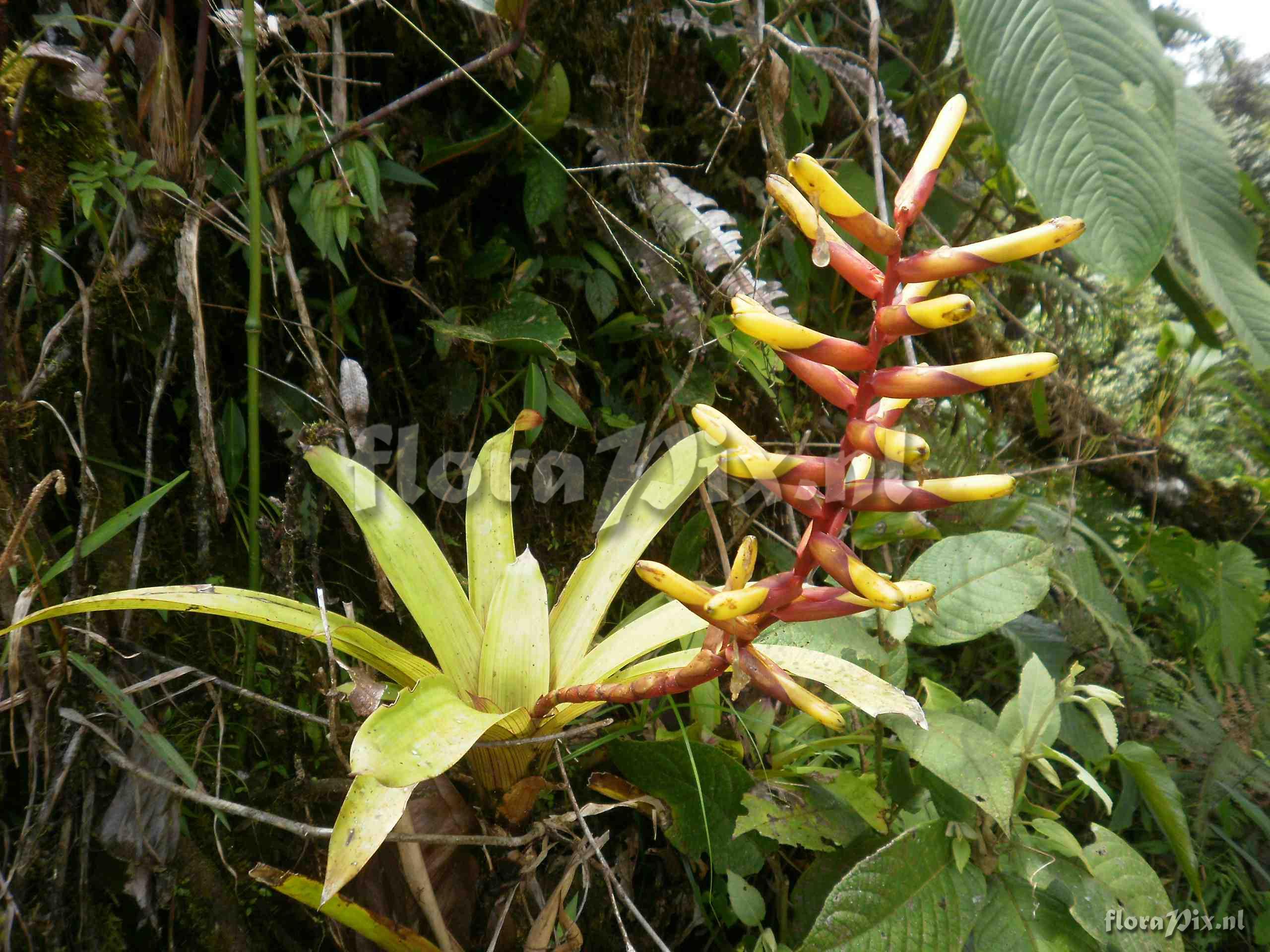 Guzmania sprucei 