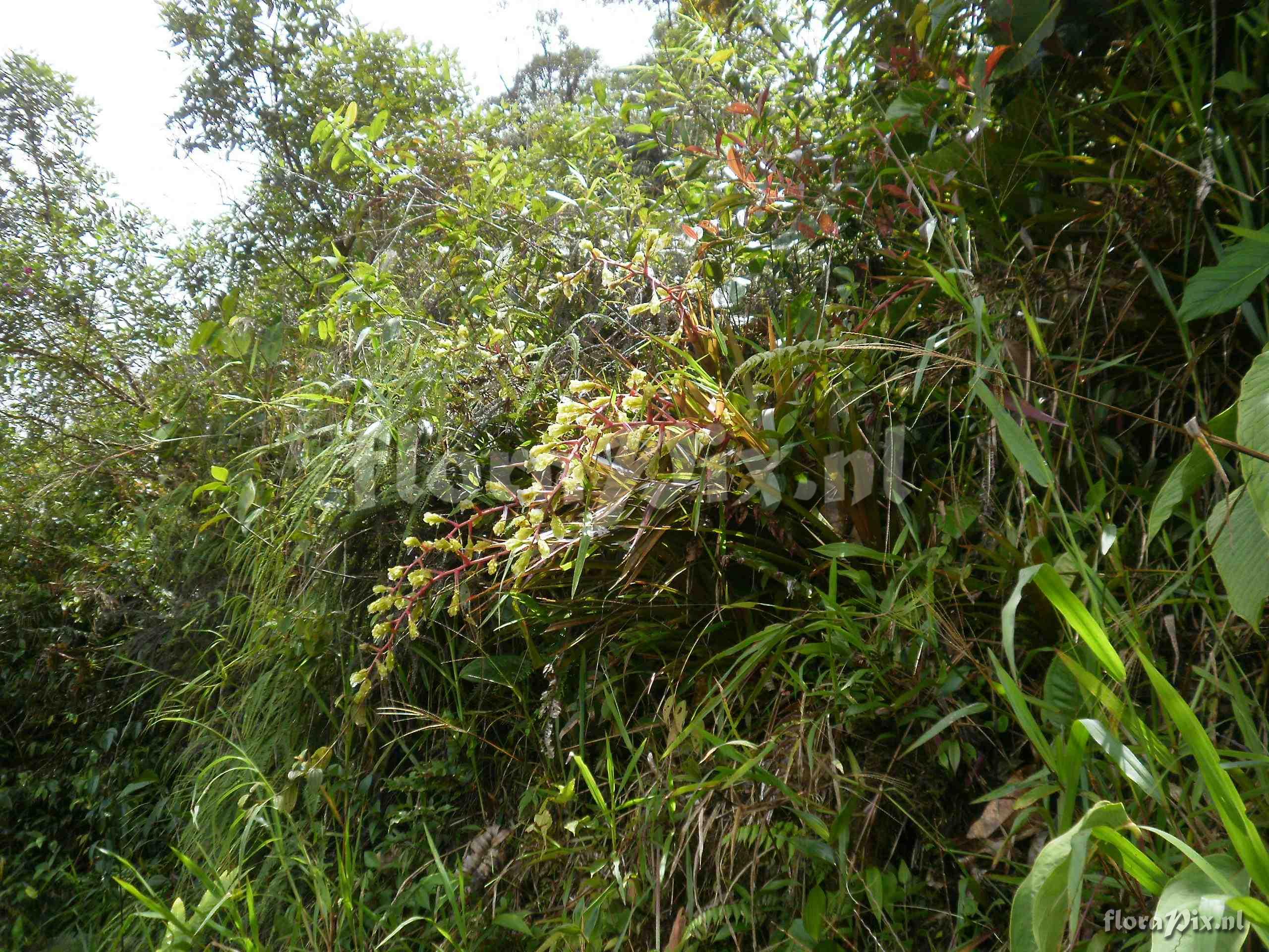 Guzmania rugosa