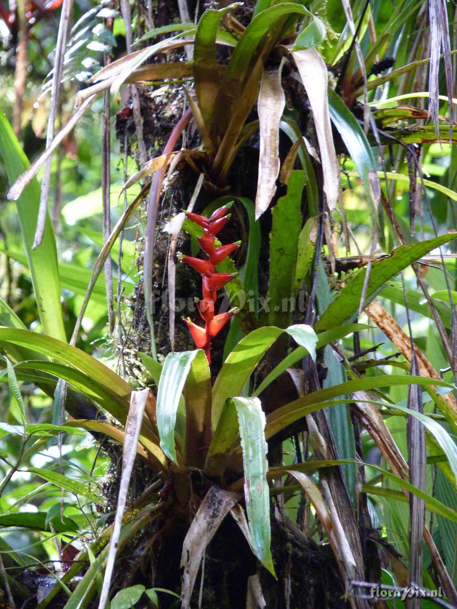 Guzmania rosea