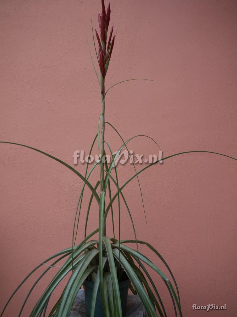 Tillandsia Lineatispica