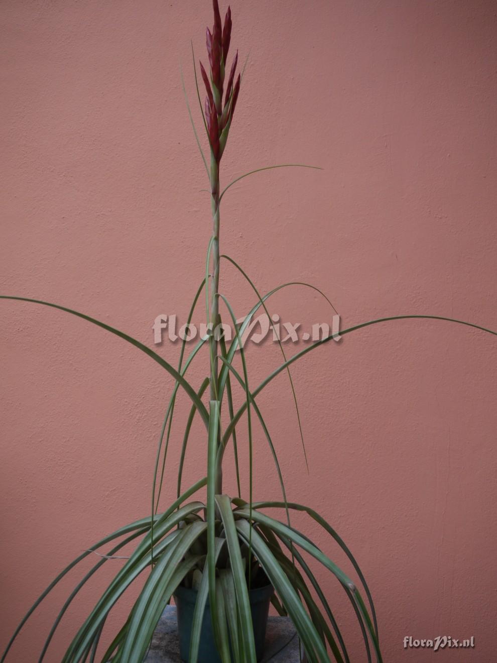 Tillandsia Lineatispica