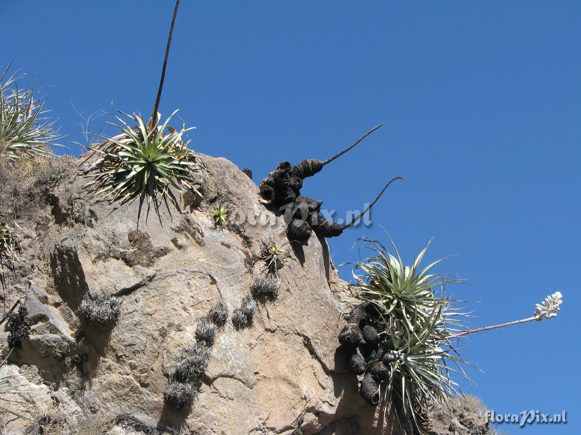 Puya vallis-colcaensis