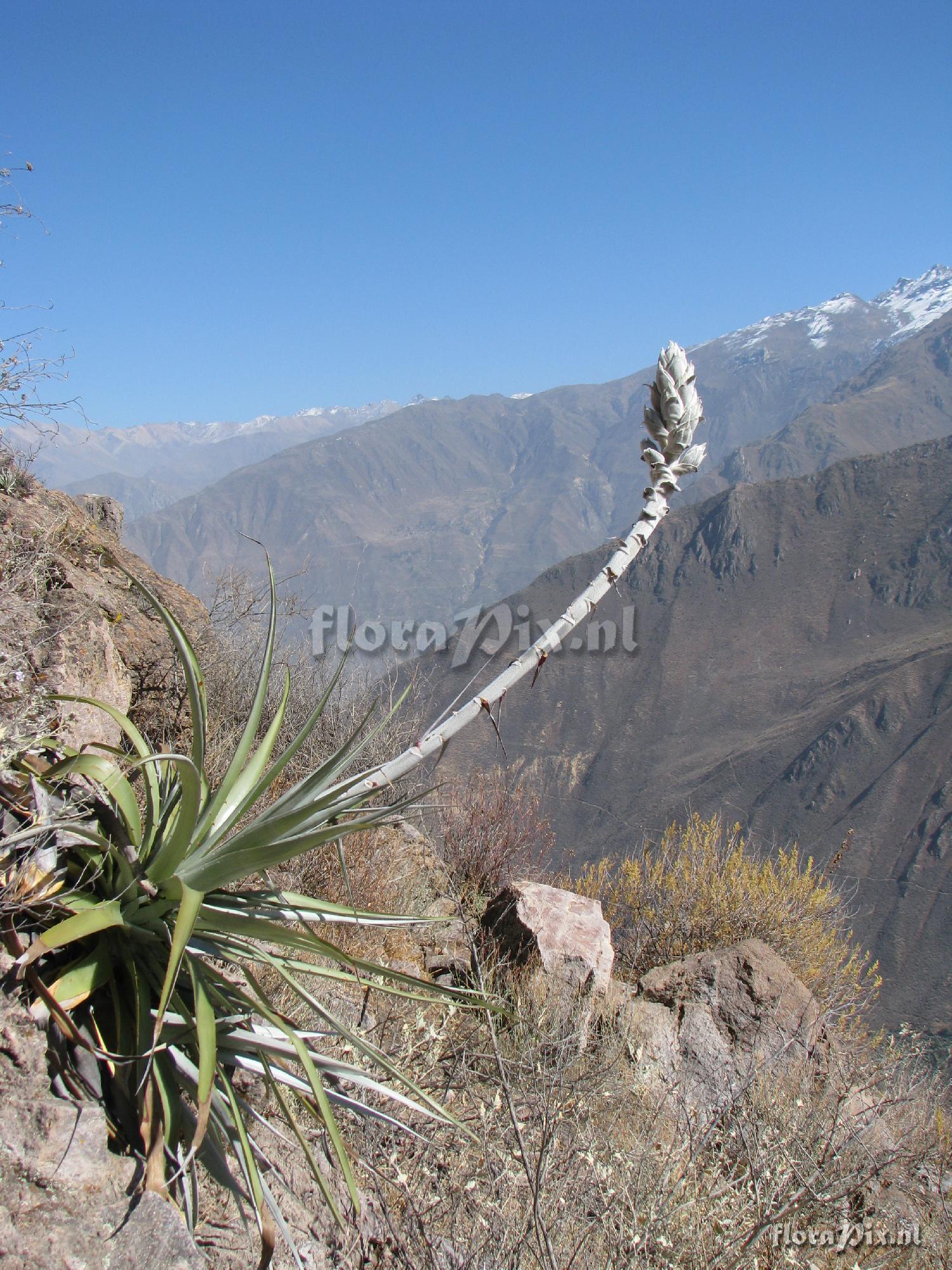 Puya vallis-colcaensis