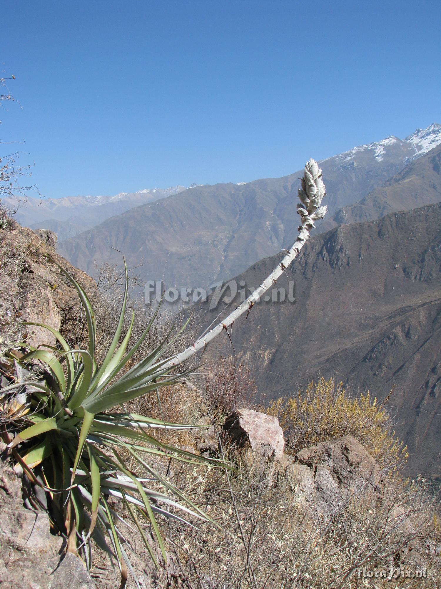 Puya spec. Colca Canyon