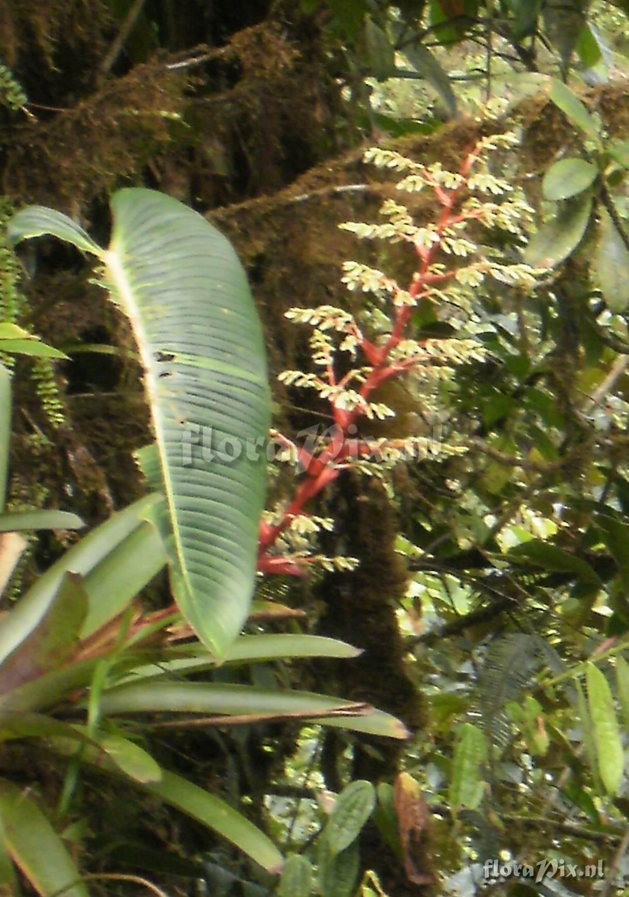 Guzmania cf testudinis var. splendida