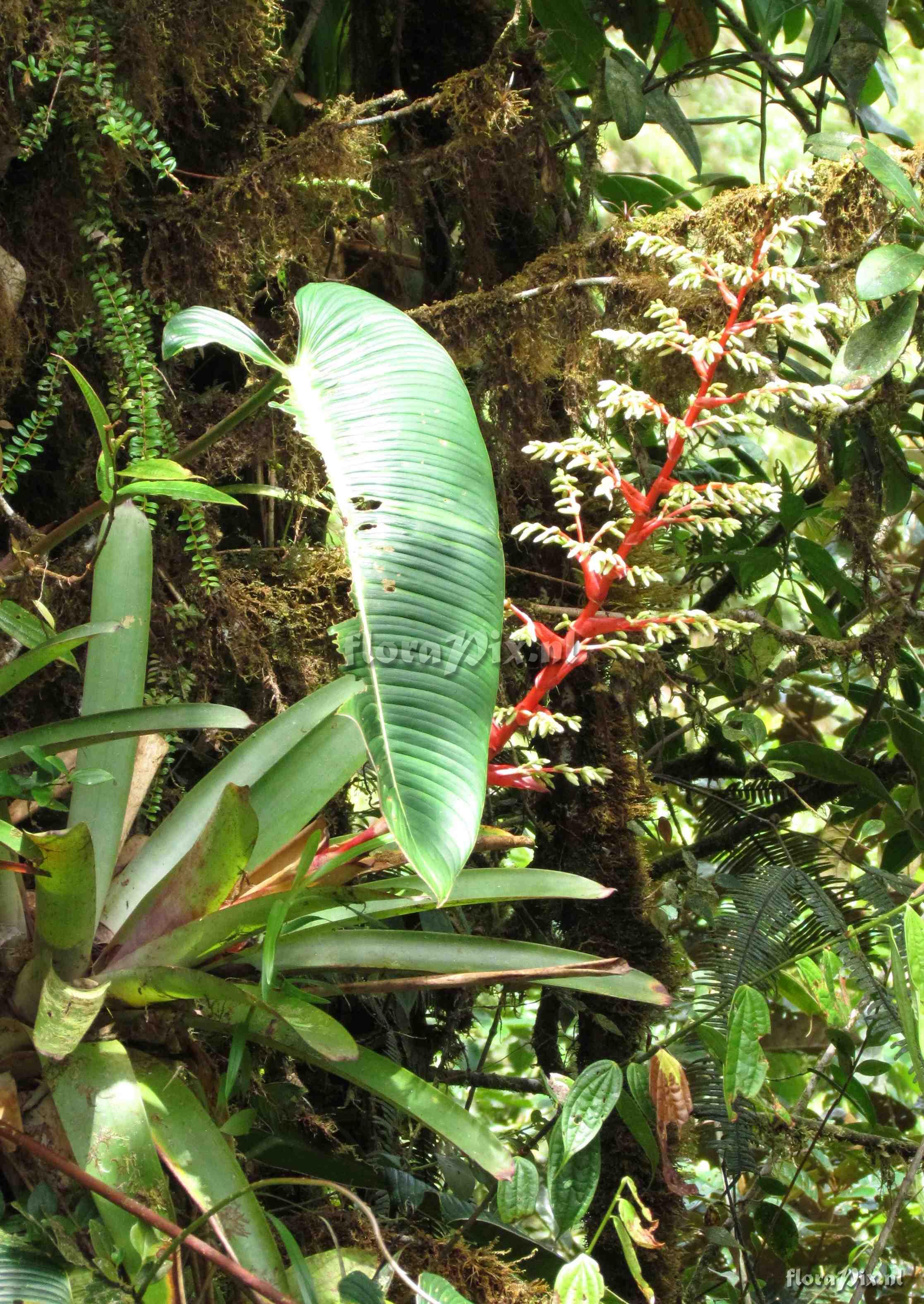 Guzmania cf testudinis var. splendida