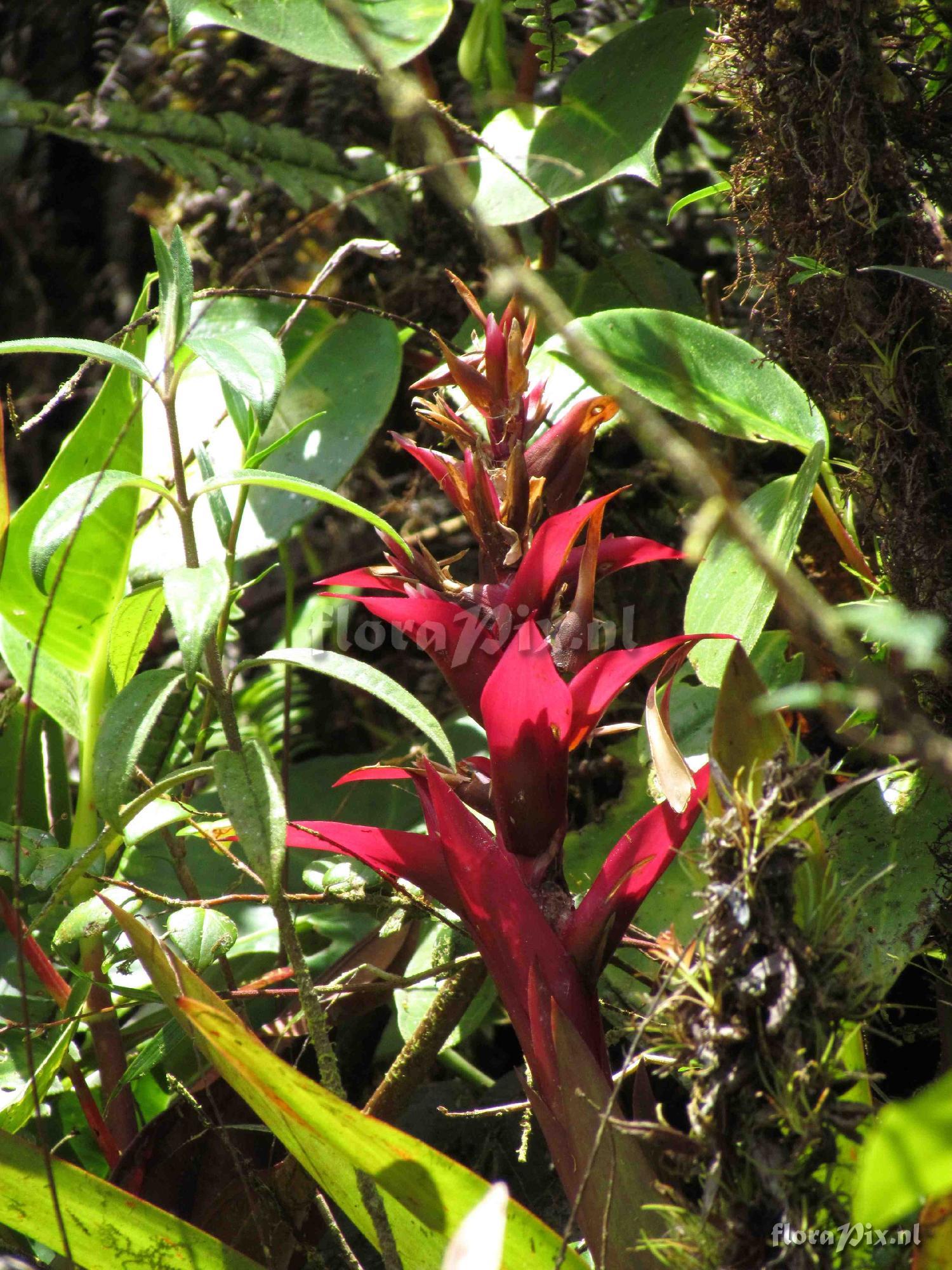 Guzmania sp