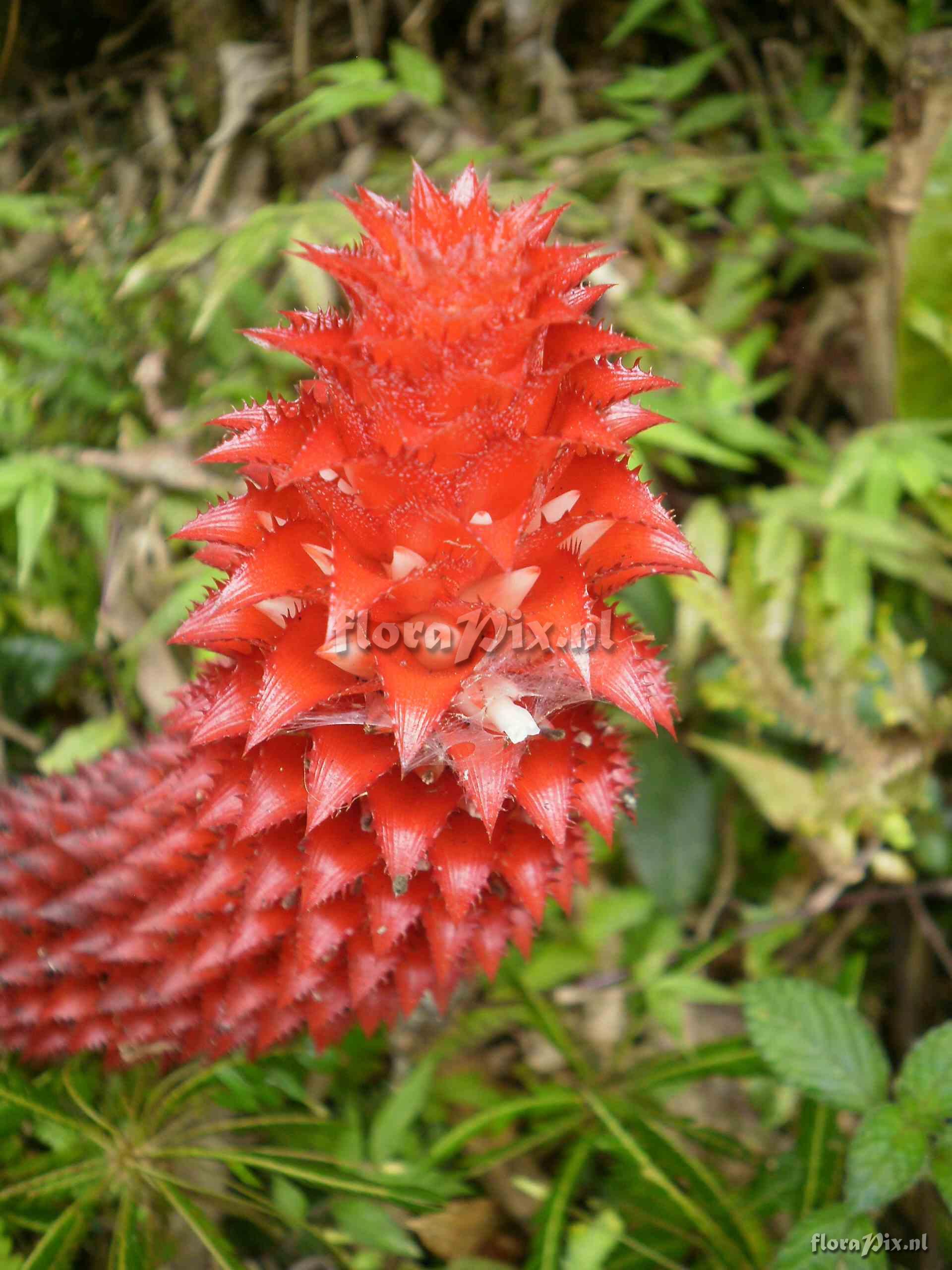 Aechmea germinyana, Baker