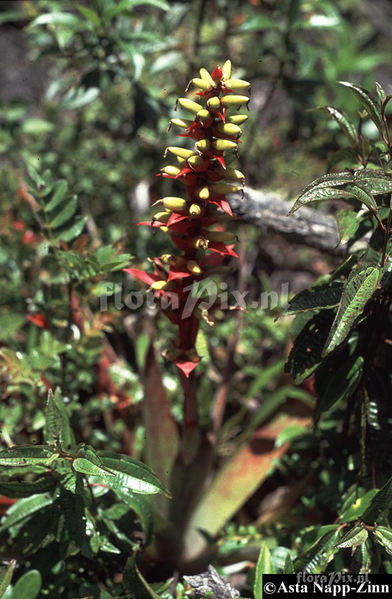 Werauhia ororiensis