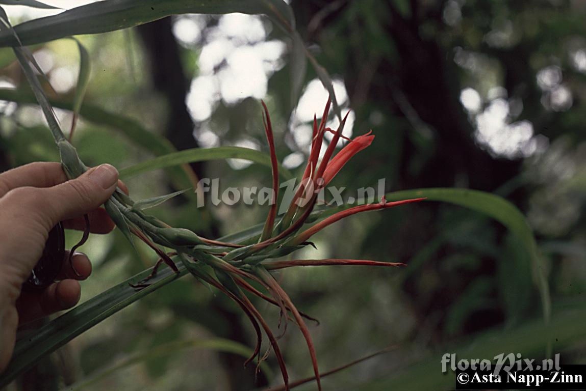 Pitcairnia 