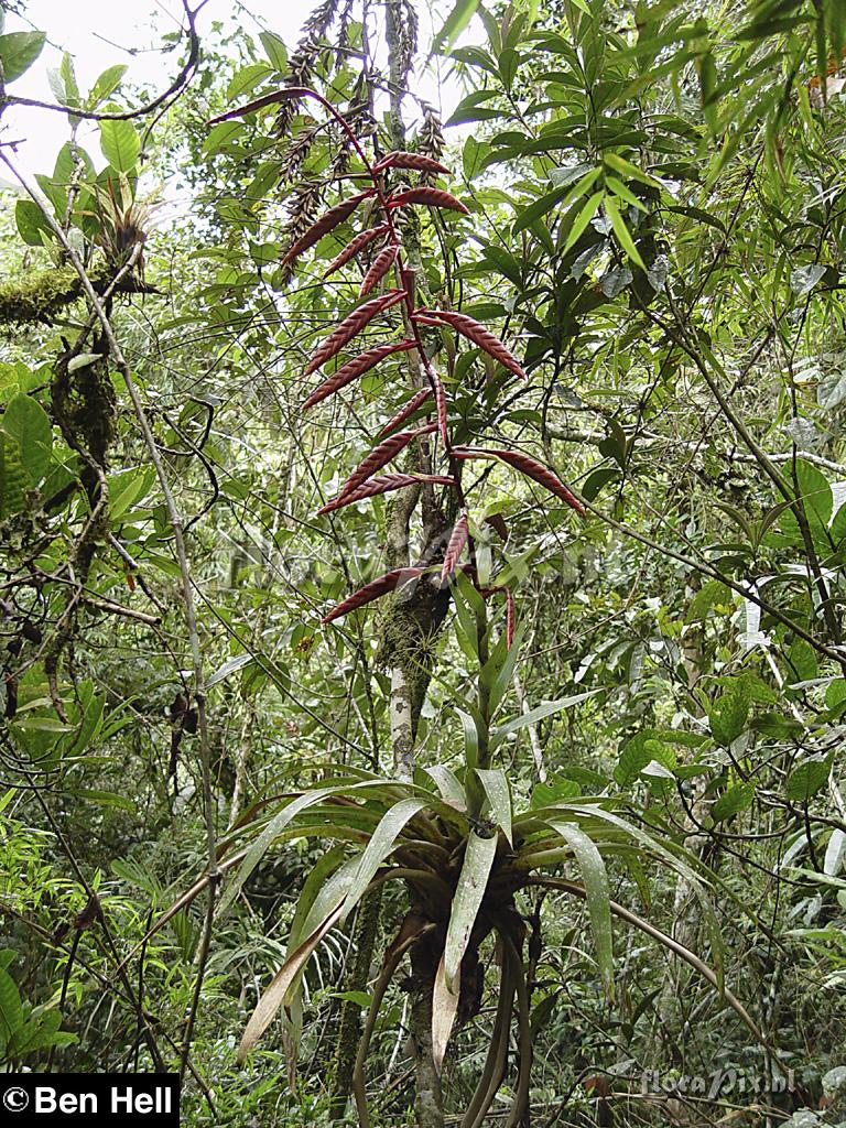 Tillandsia 