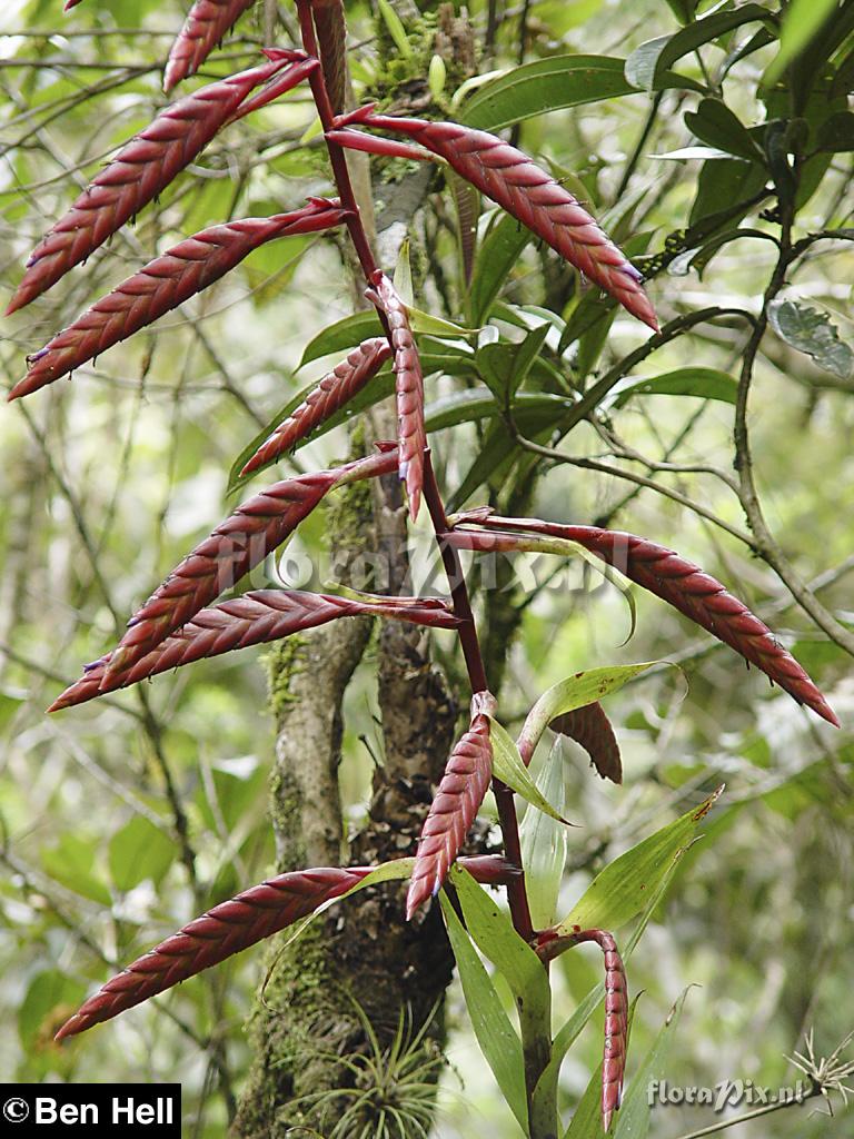 Tillandsia 