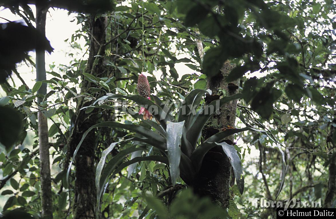 Aechmea mariae-reginae