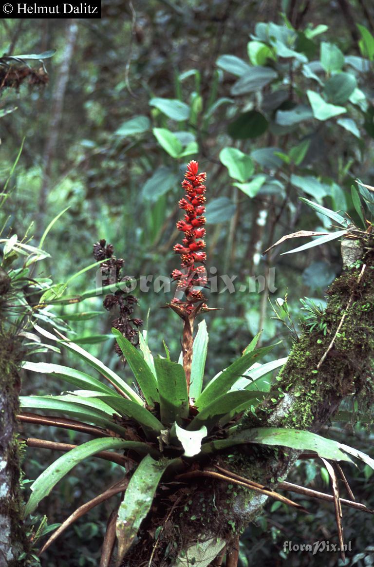 Mezobromelia capituligera