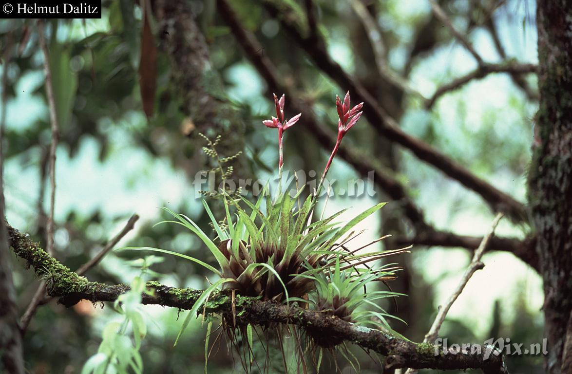 Tillandsia naundorffiae