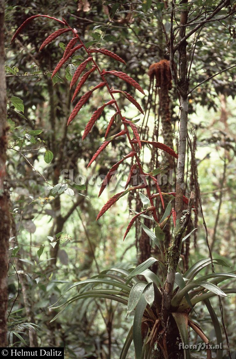 Tillandsia clavigera