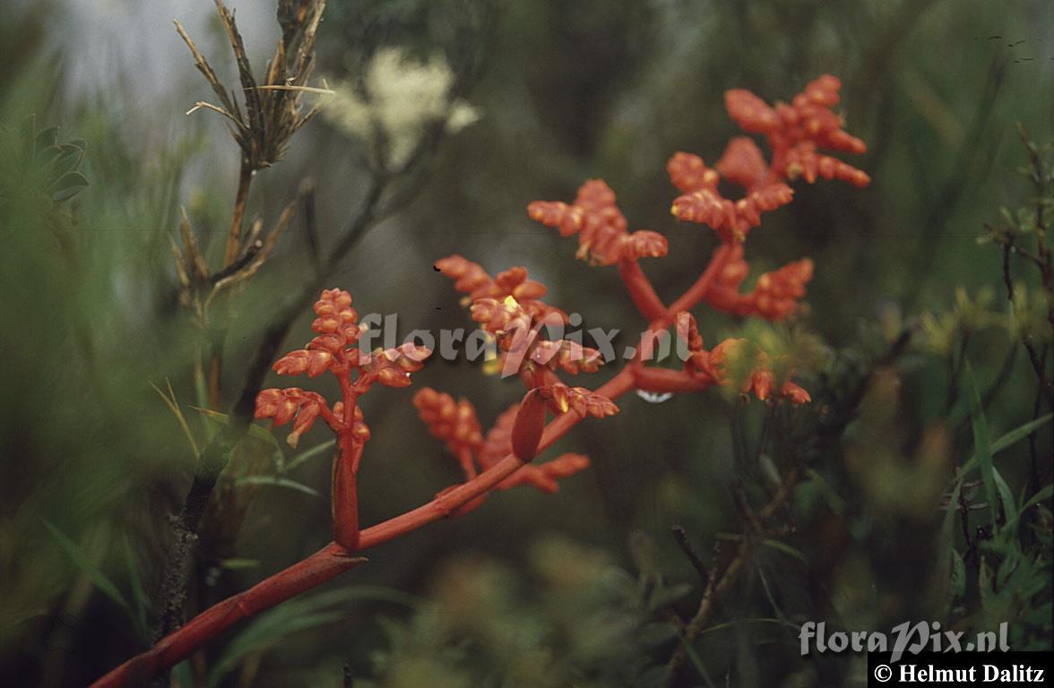 Racinaea tripinnata