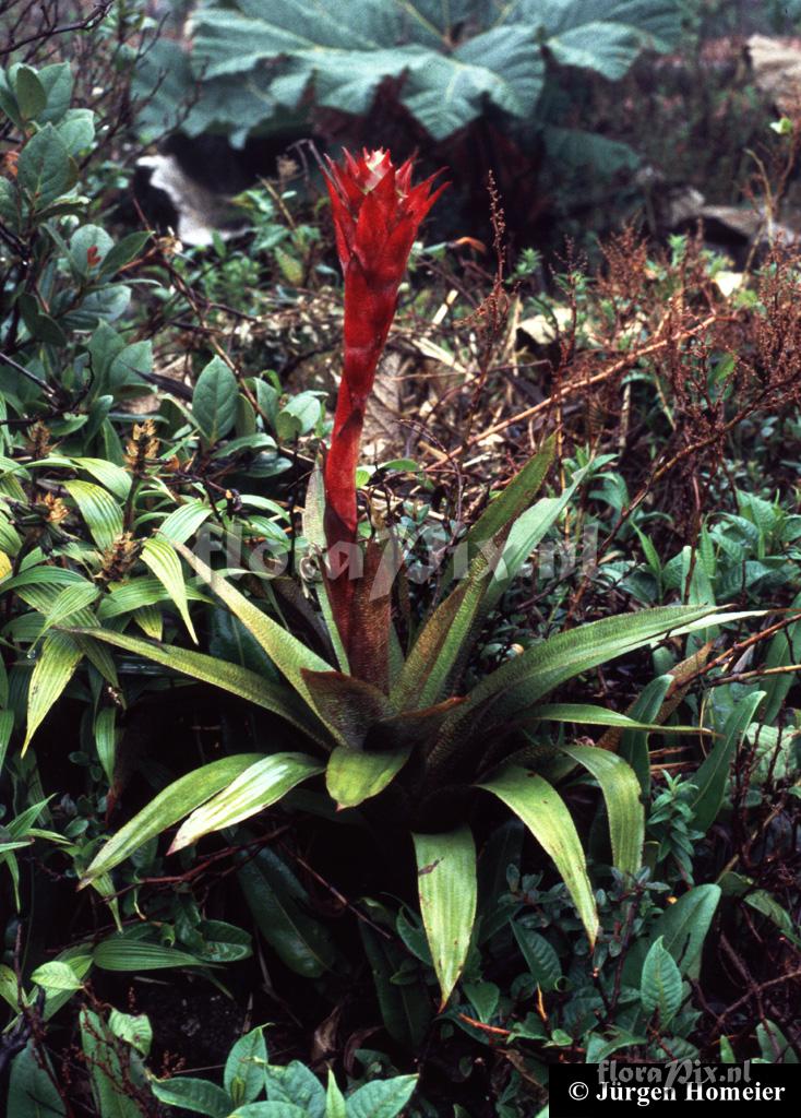 Werauhia ororiensis