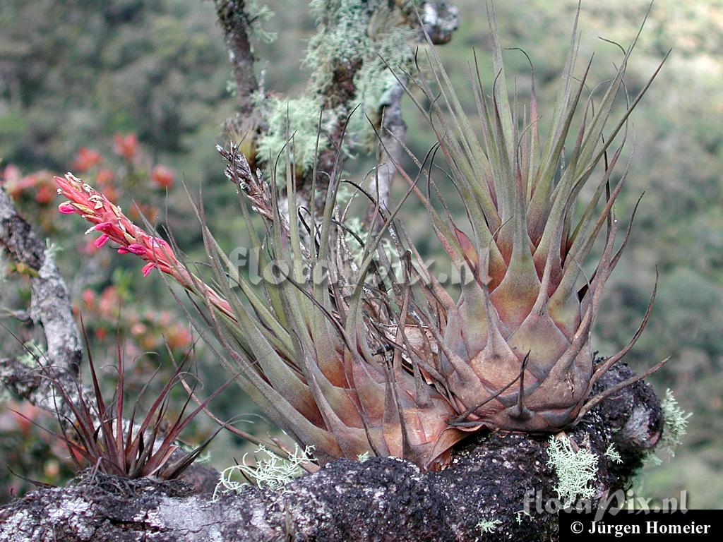 Vriesea fragrans