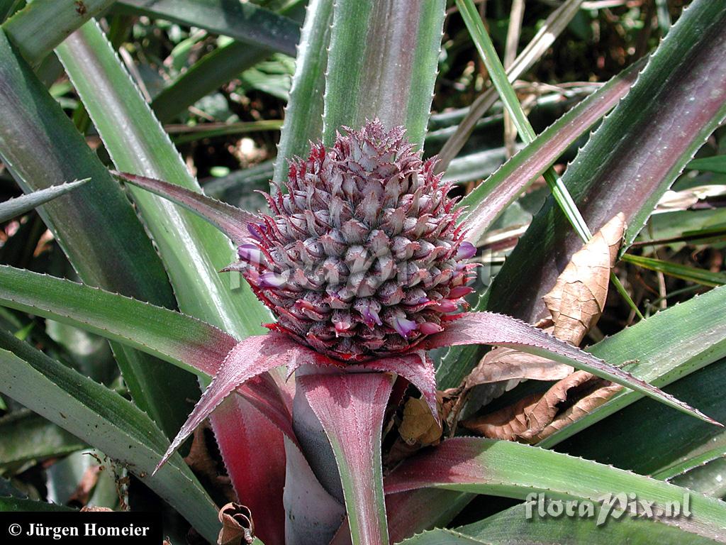 Ananas comosus