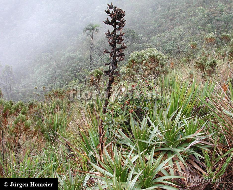 Puya cf. nitida