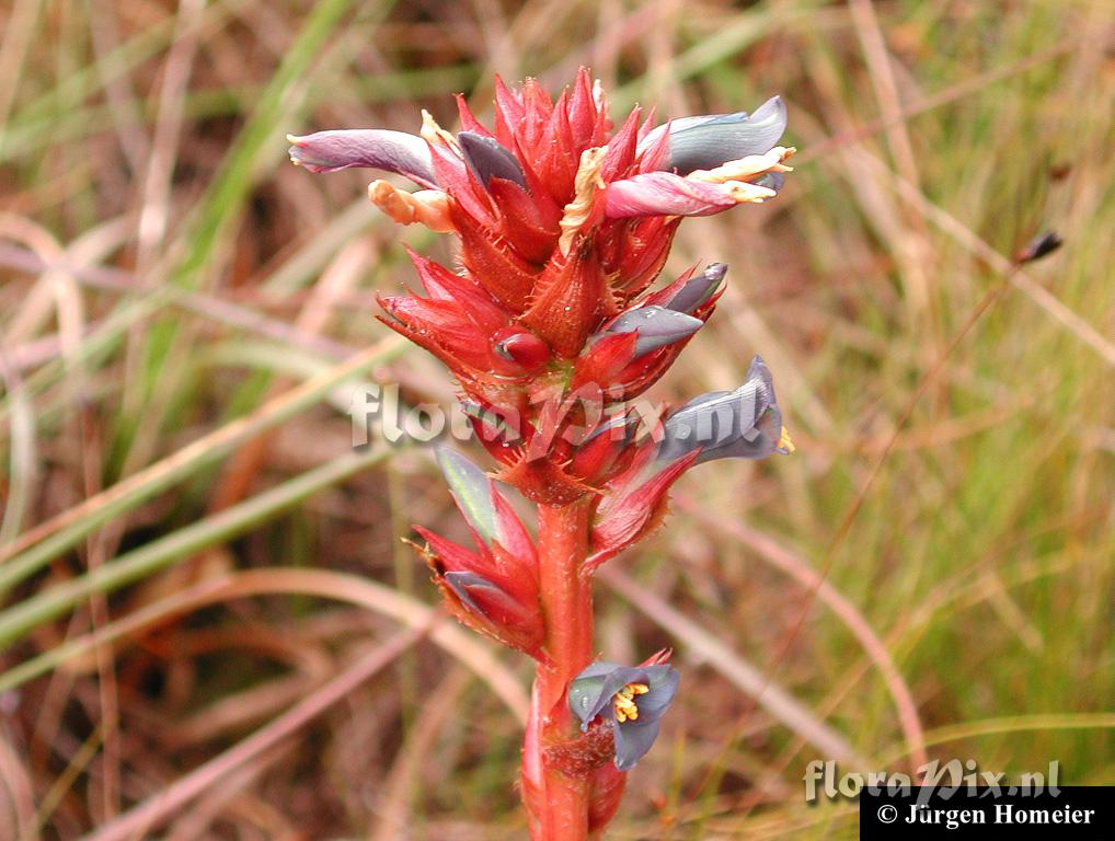 Puya eryngioides